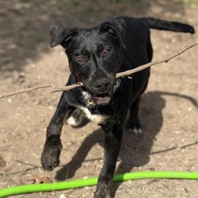 Maverick, adoptable, Puppy Male Mixed Breed.