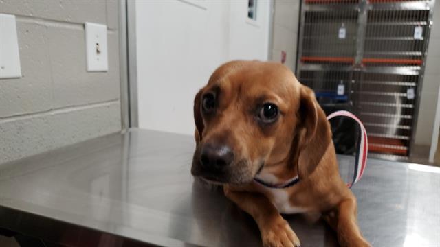 PIE, Adoptable, Young Female Dachshund & Mixed Breed.