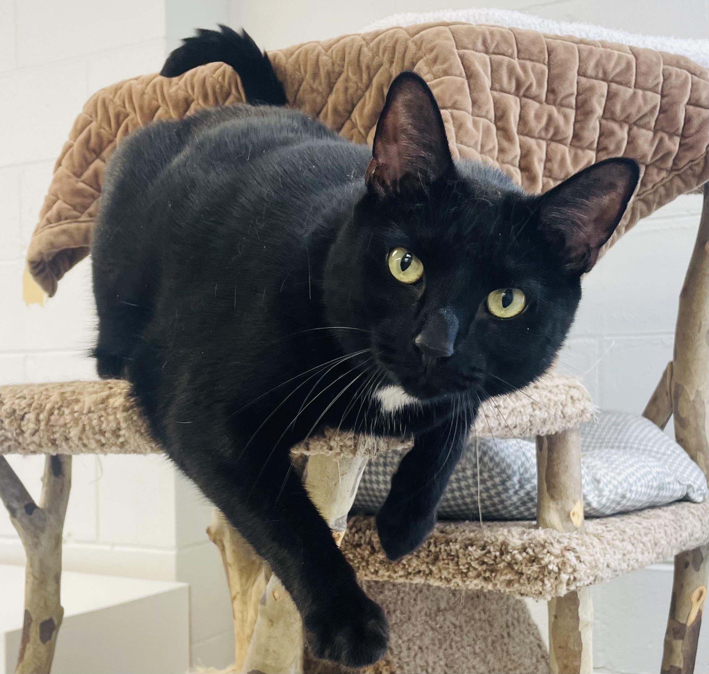 Bowie, a Adoptable Domestic Short Hair image 1/3