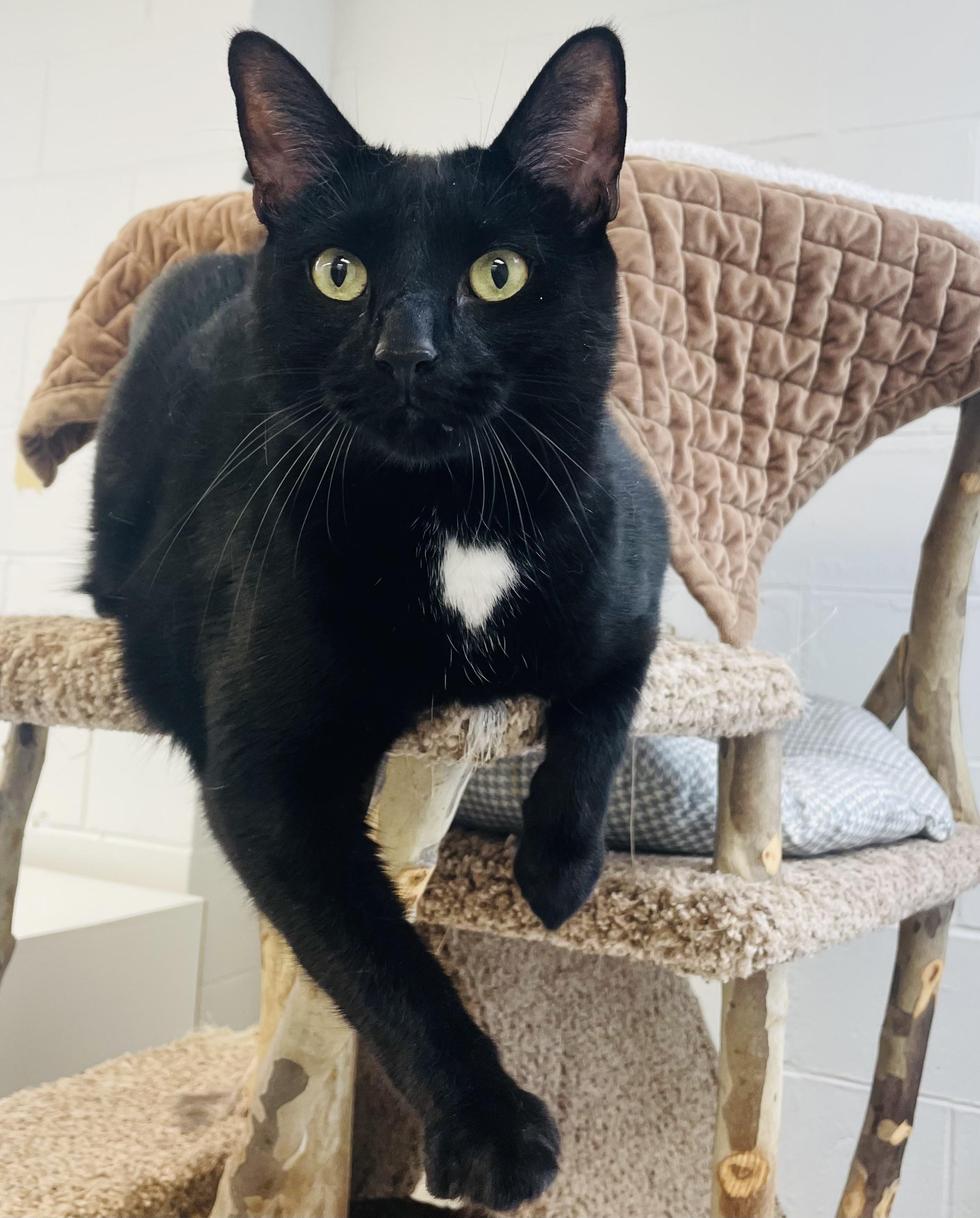 Bowie, a Adoptable Domestic Short Hair image 2/3