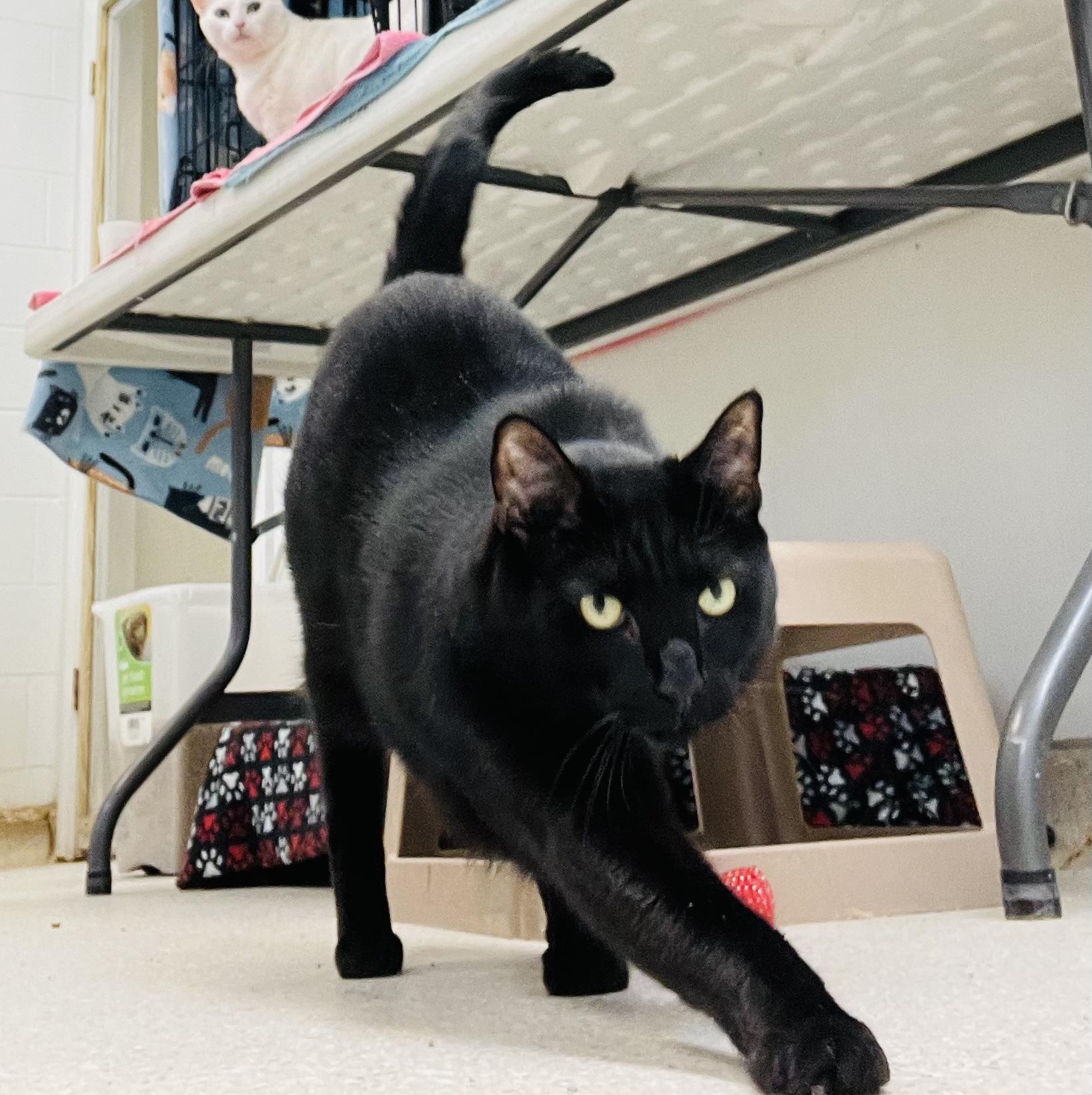 Bowie, a Adoptable Domestic Short Hair image 3/3