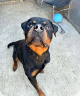 NICO, ADOPTABLE, Young Male Rottweiler.