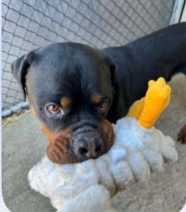 Enlarge NICO, a ADOPTABLE Rottweiler in Oswego, IL image 2/2