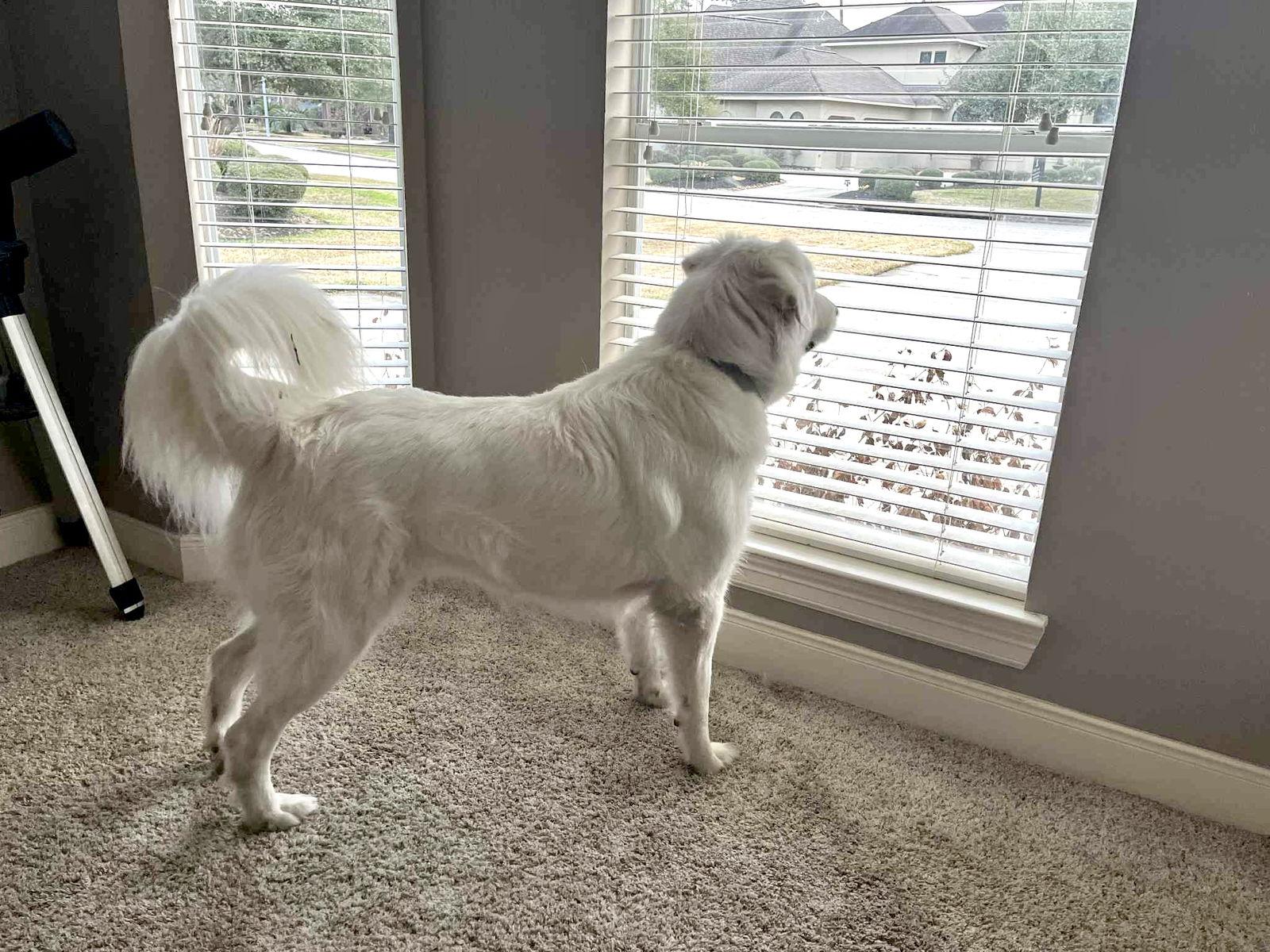 Akira, Adoptable, Adult Female Great Pyrenees.