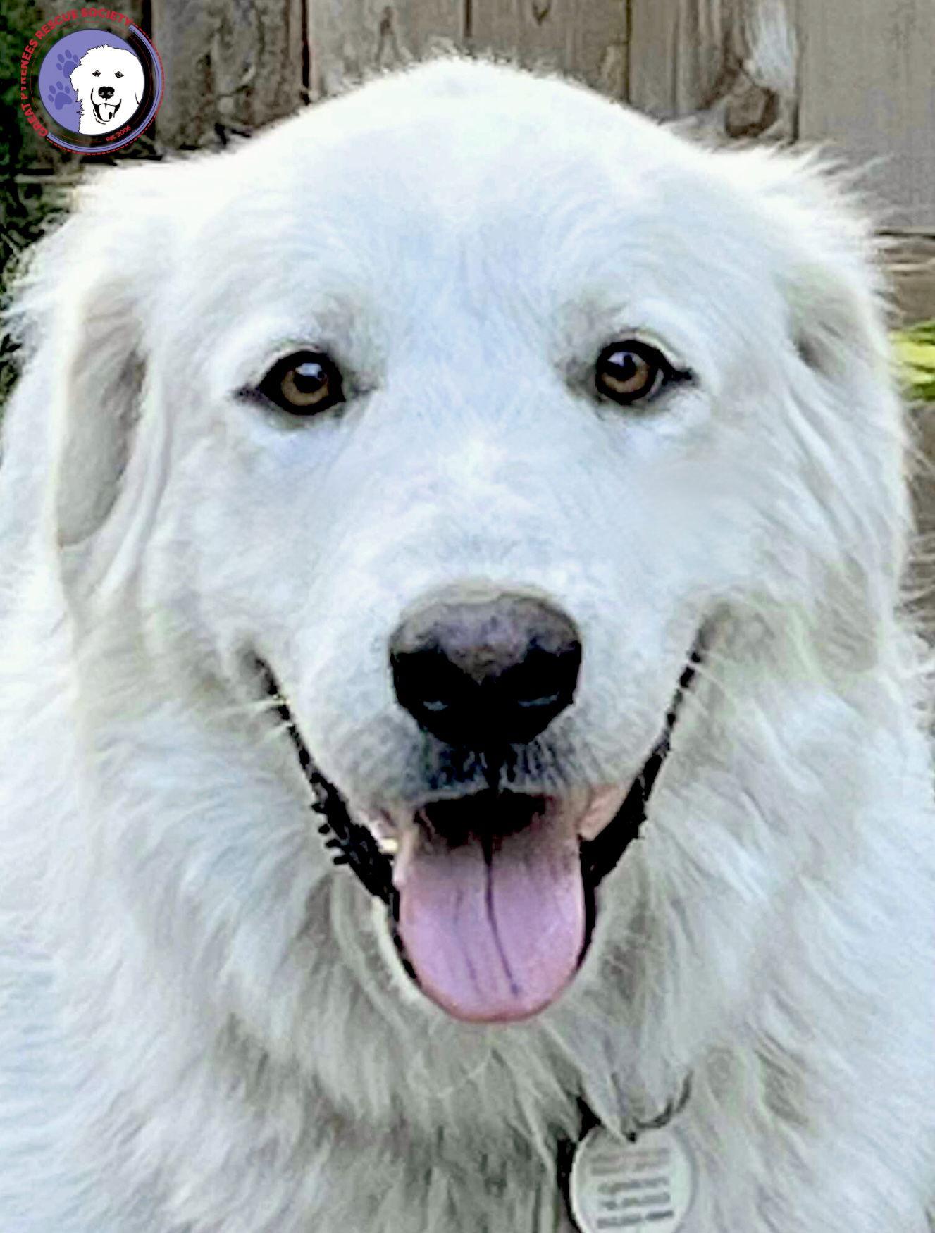 Akira, a Adoptable Great Pyrenees in Spring, TX image 2/3