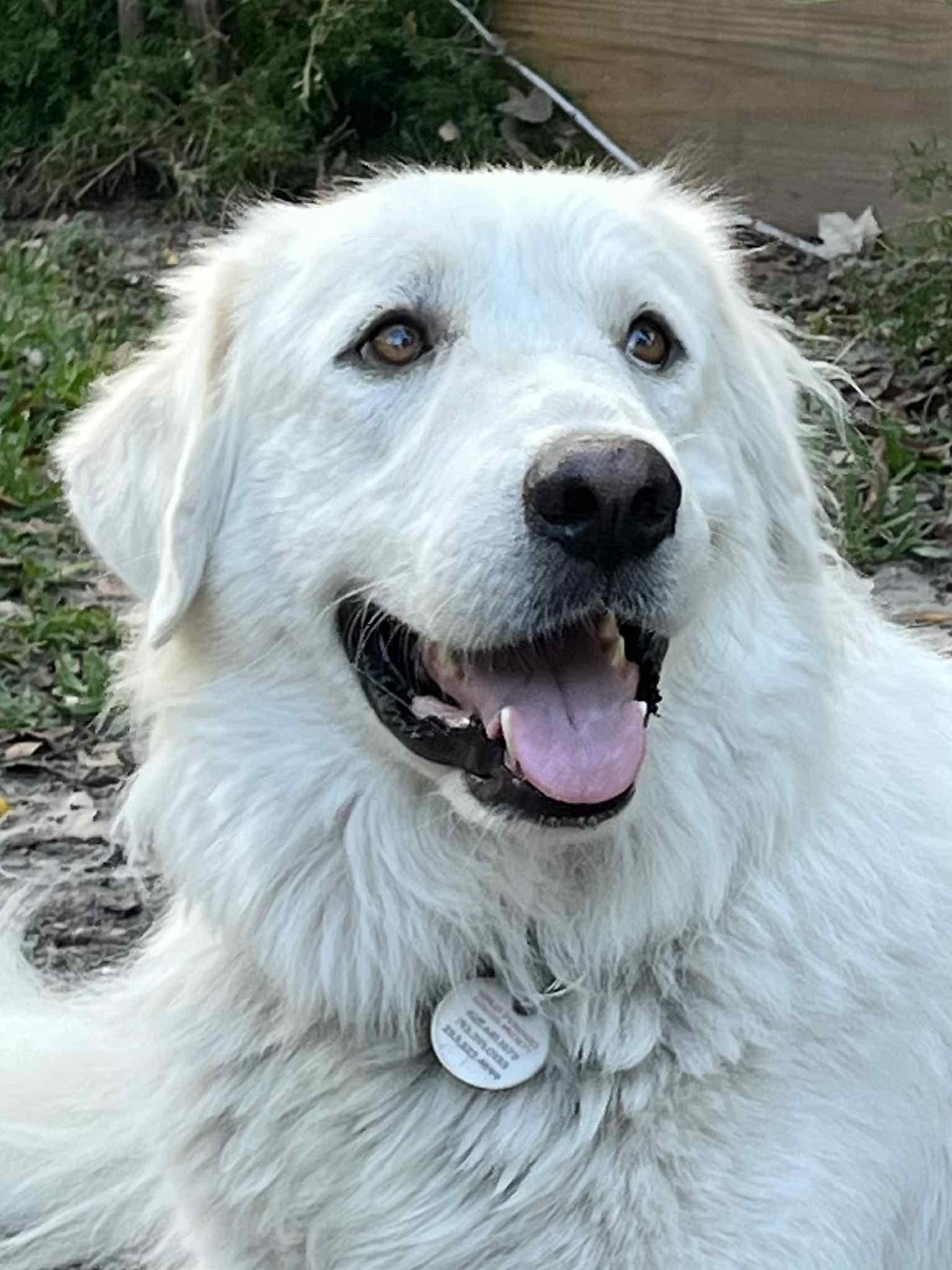 Akira, a Adoptable Great Pyrenees in Spring, TX image 3/3