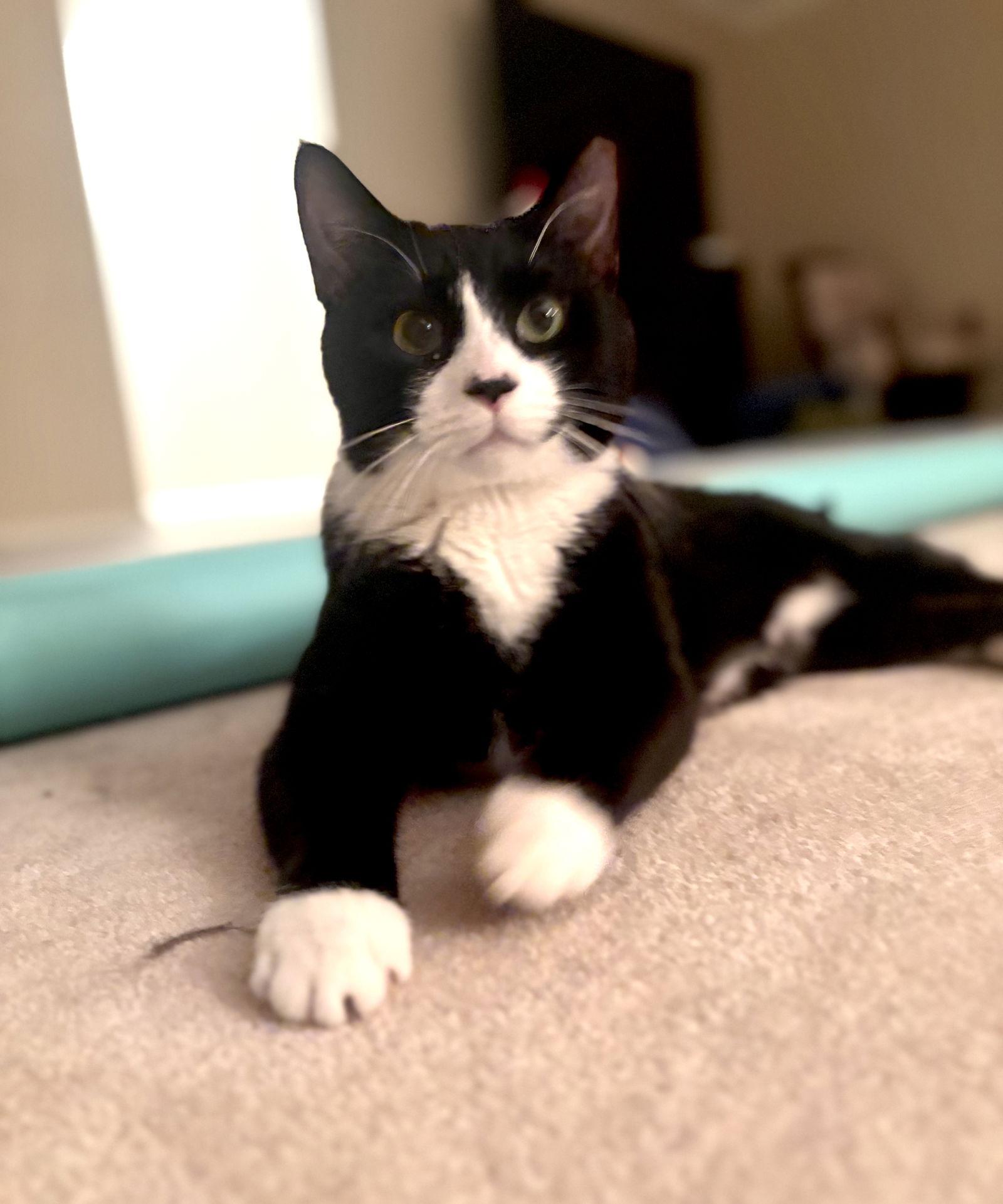 Tuxie, a Adoptable Domestic Short Hair in Broomall, PA image 1/3