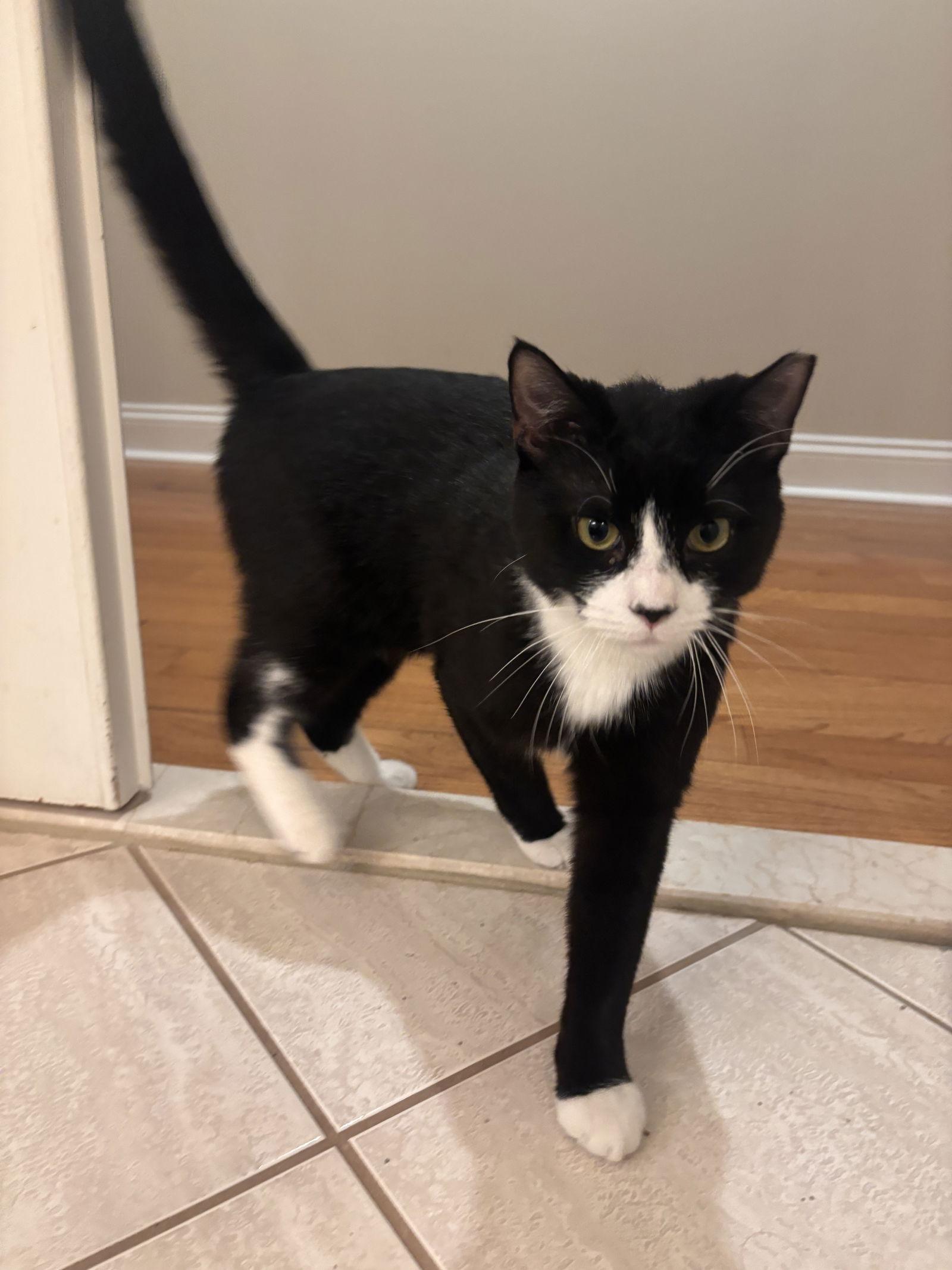 Tuxie, Adoptable, Young Male Domestic Short Hair.