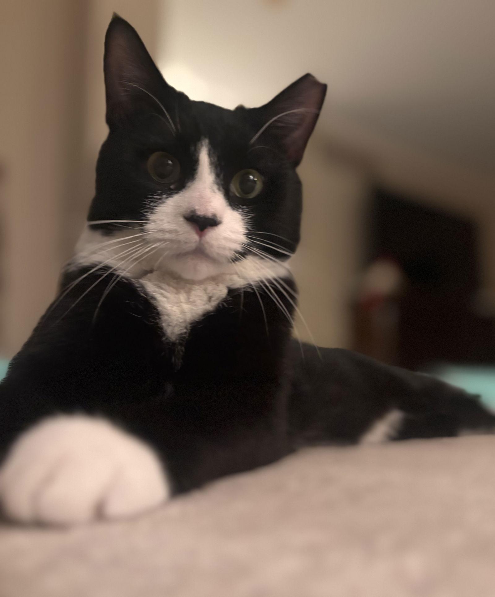 Tuxie, a Adoptable Domestic Short Hair in Broomall, PA image 3/3