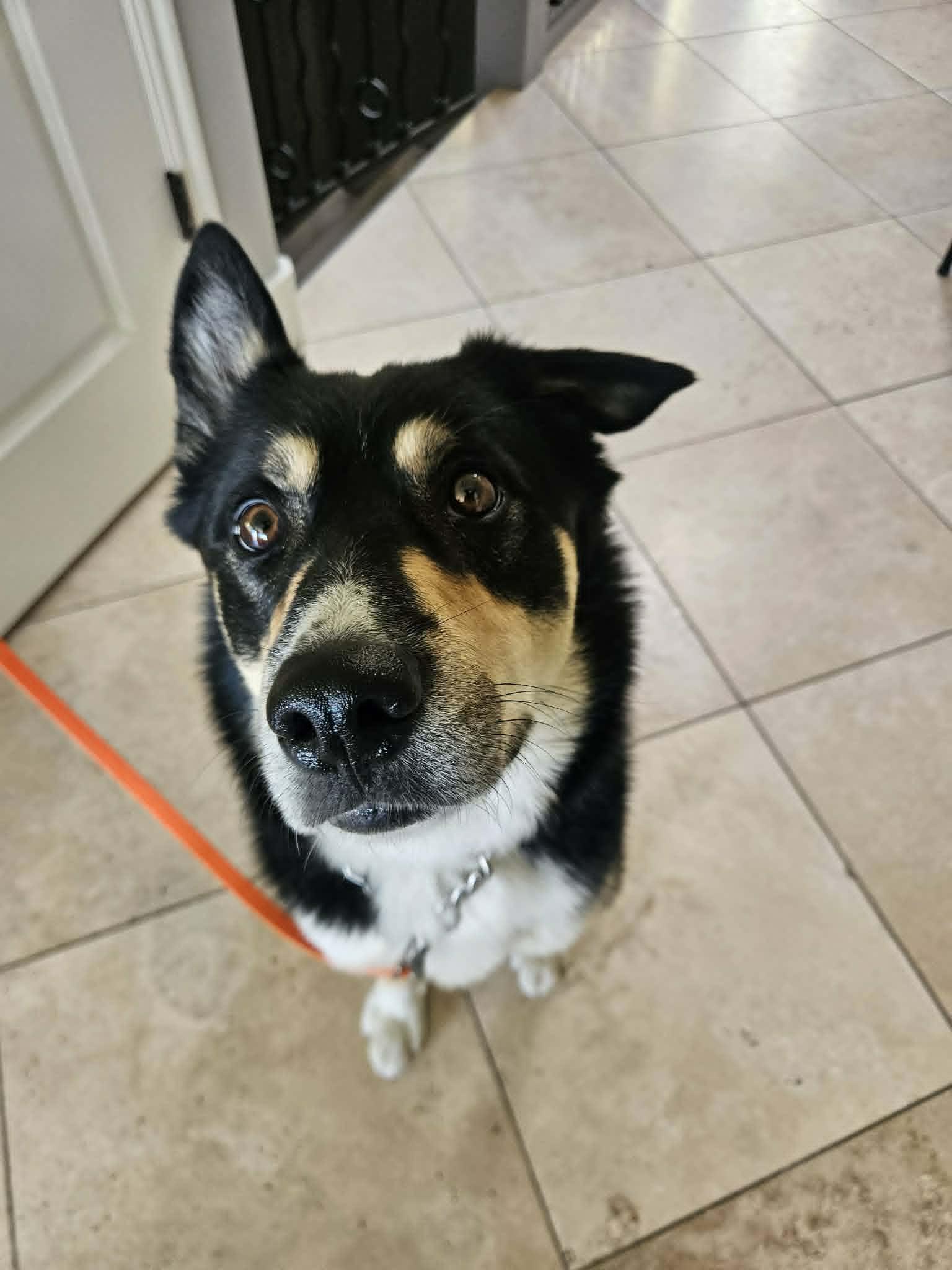 Enlarge Zumie, a ADOPTABLE mixed breed in Santaquin, UT image 3/4