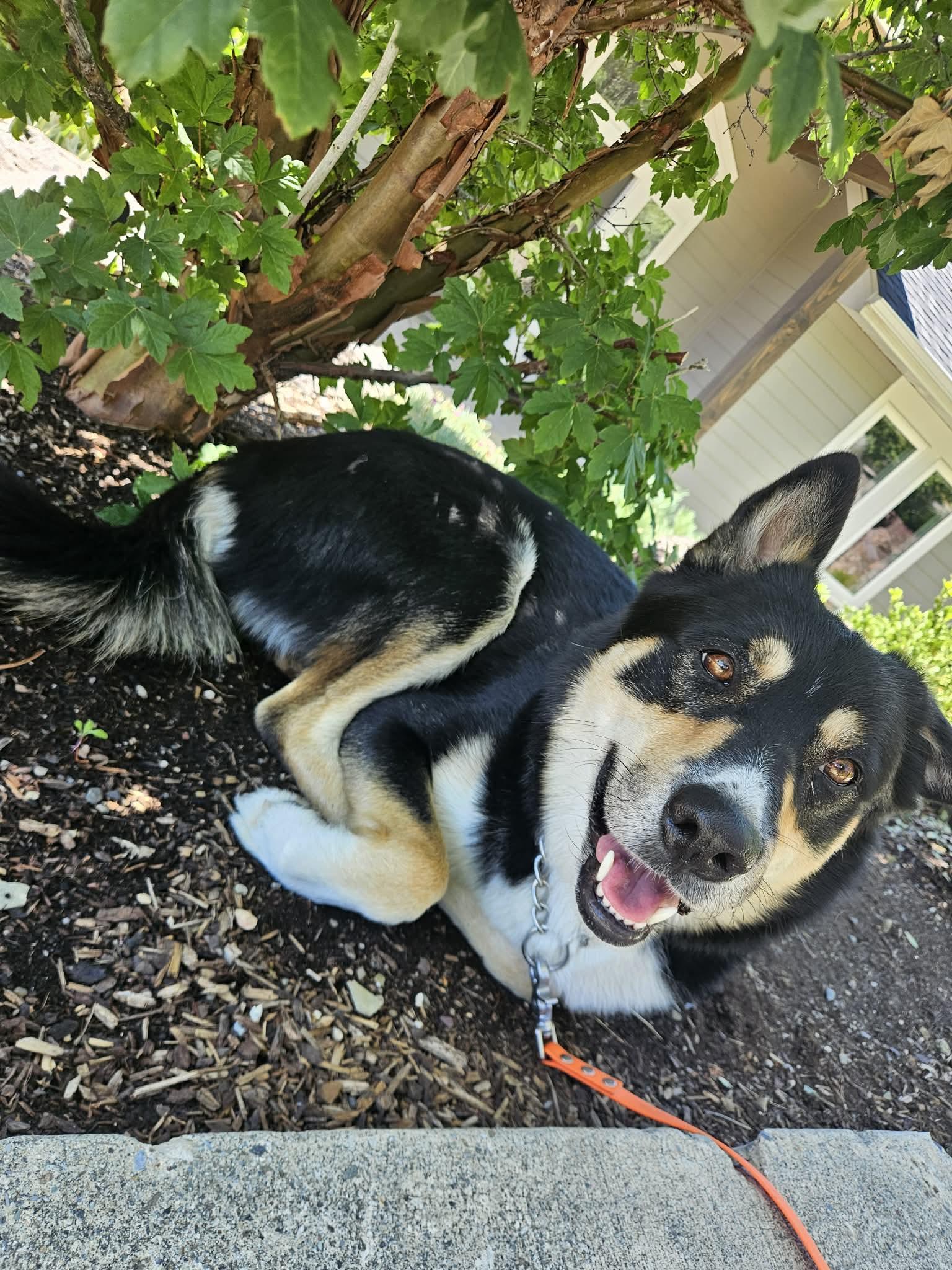 Zumie, ADOPTABLE, Adult Male German Shepherd Dog & Husky.