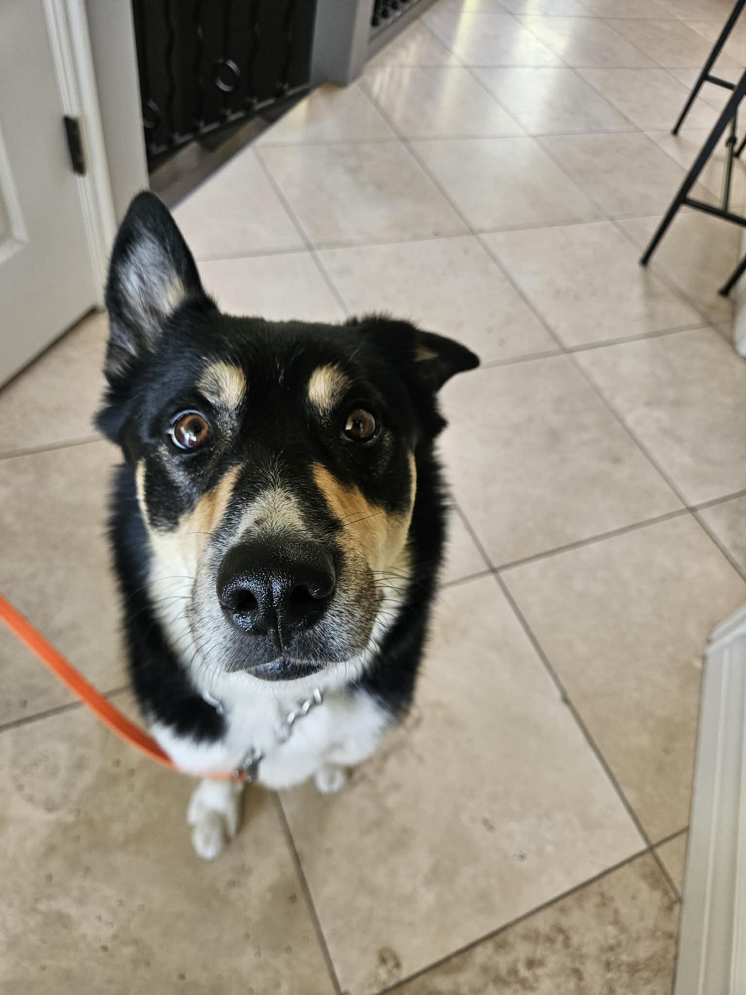 Enlarge Zumie, a ADOPTABLE mixed breed in Santaquin, UT image 2/4