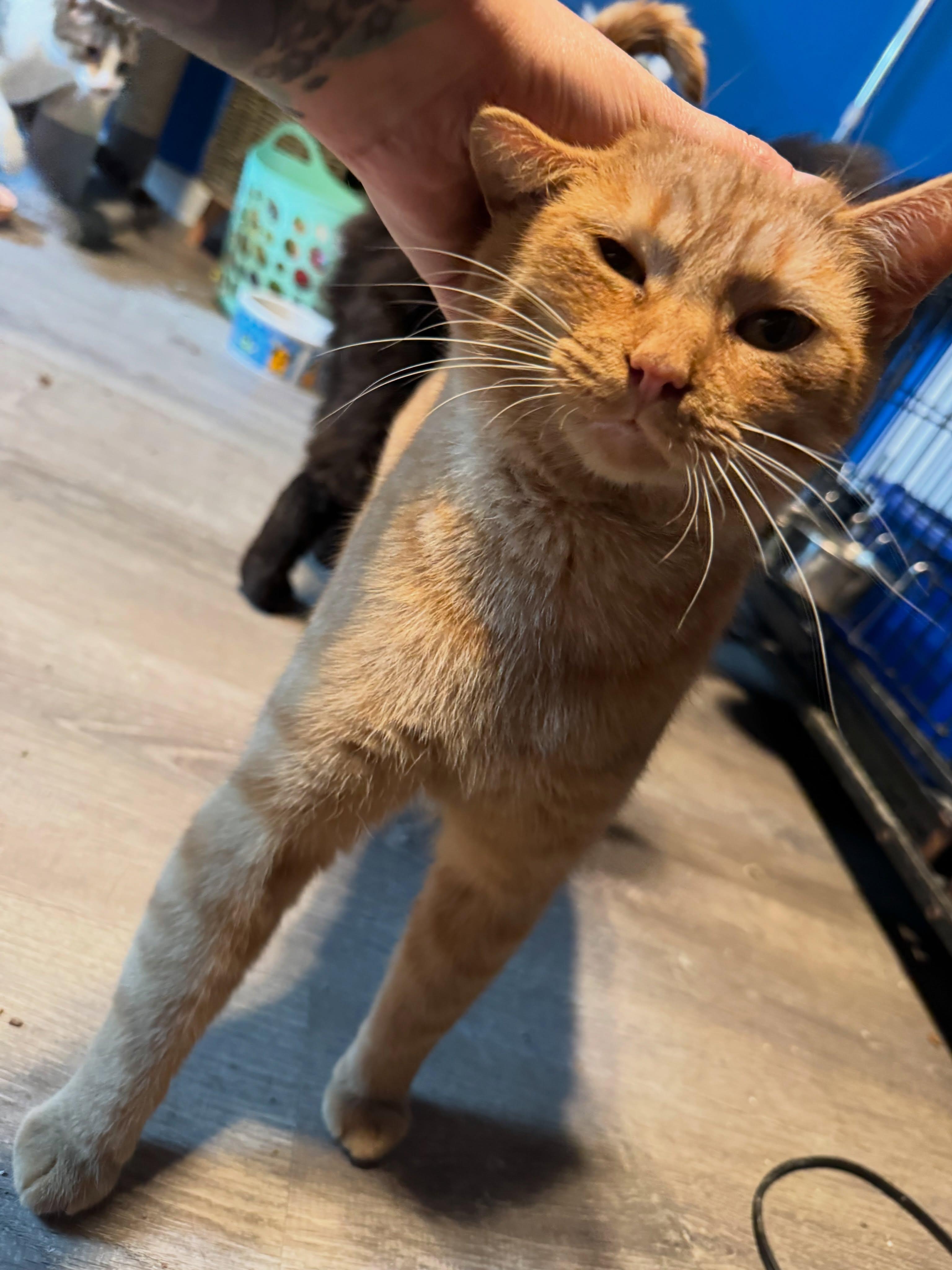 Sparx, a Adoptable Domestic Short Hair in Rochester, NY image 1/5