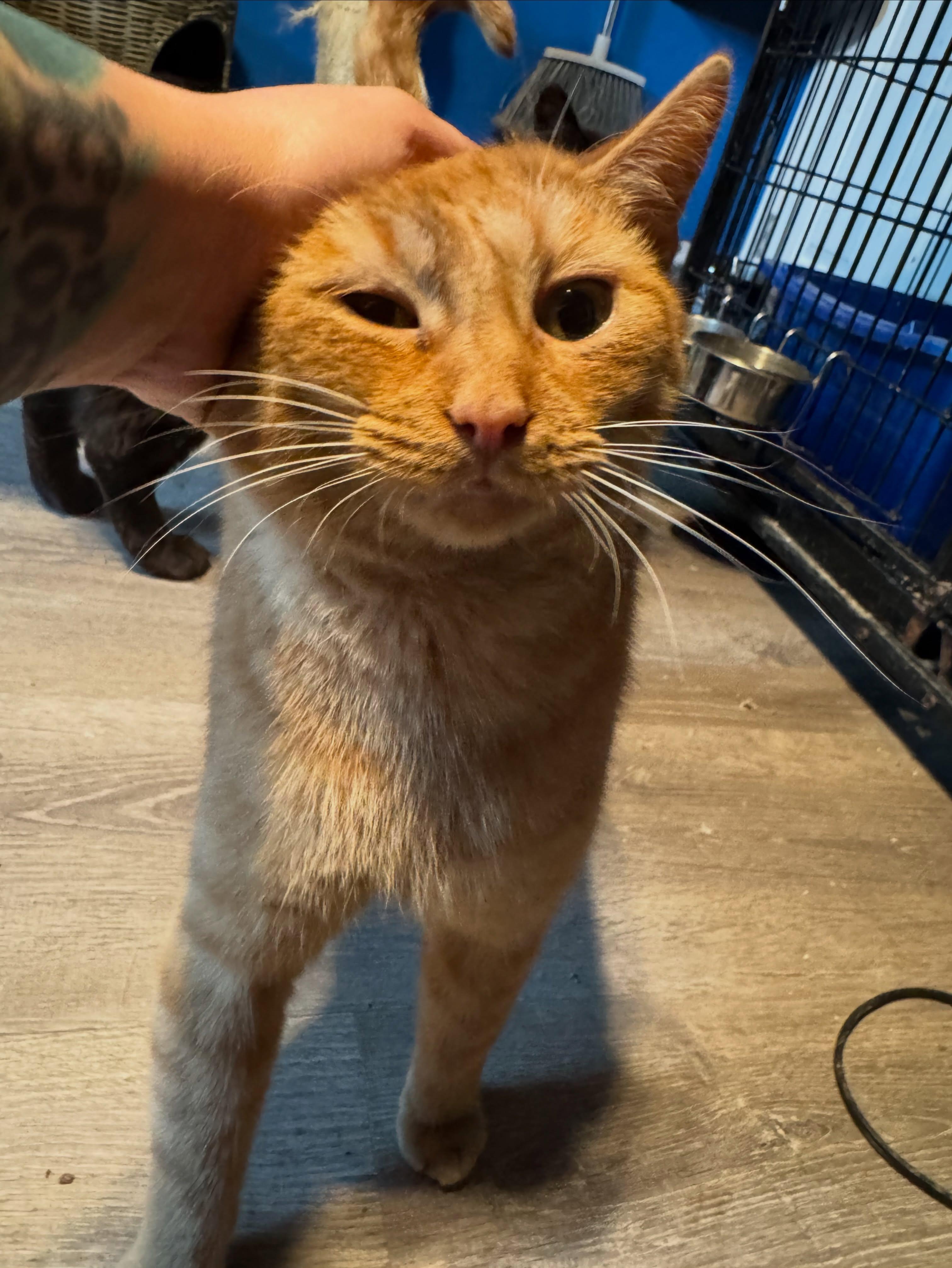 Sparx, a Adoptable Domestic Short Hair in Rochester, NY image 2/5