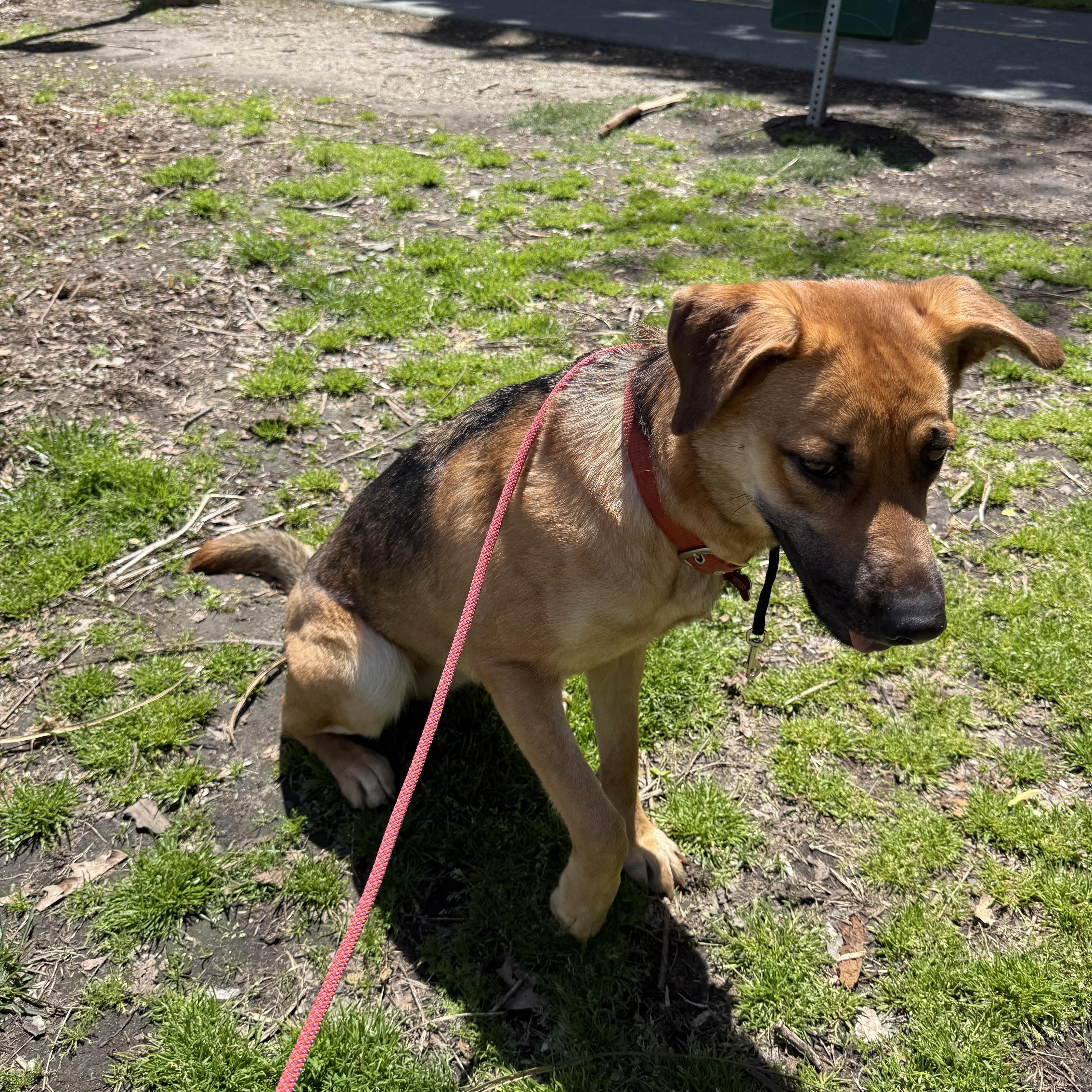Renee, a Adoptable mixed breed in Putnam, CT image 5/6