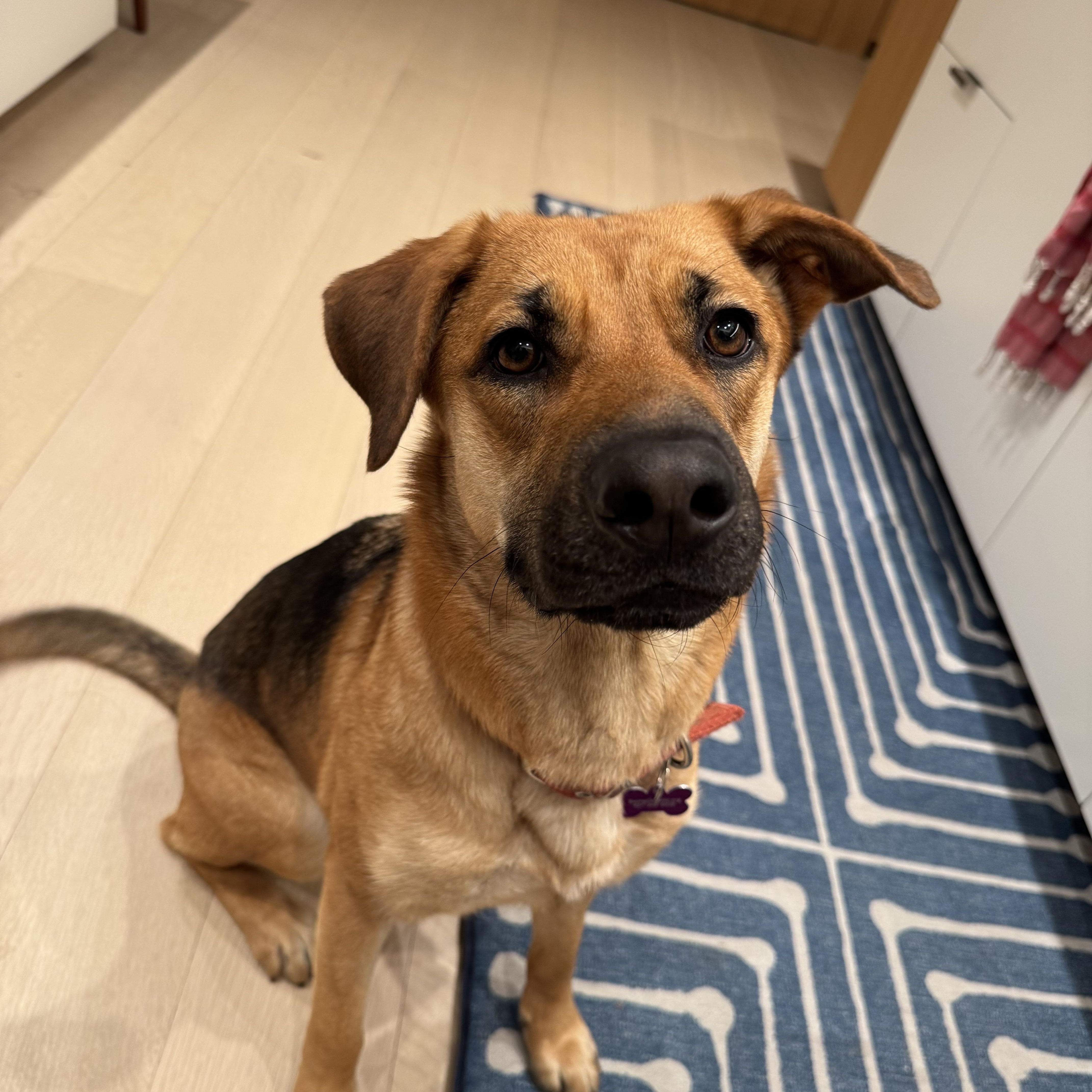 Renee, a Adoptable mixed breed in Putnam, CT image 4/6