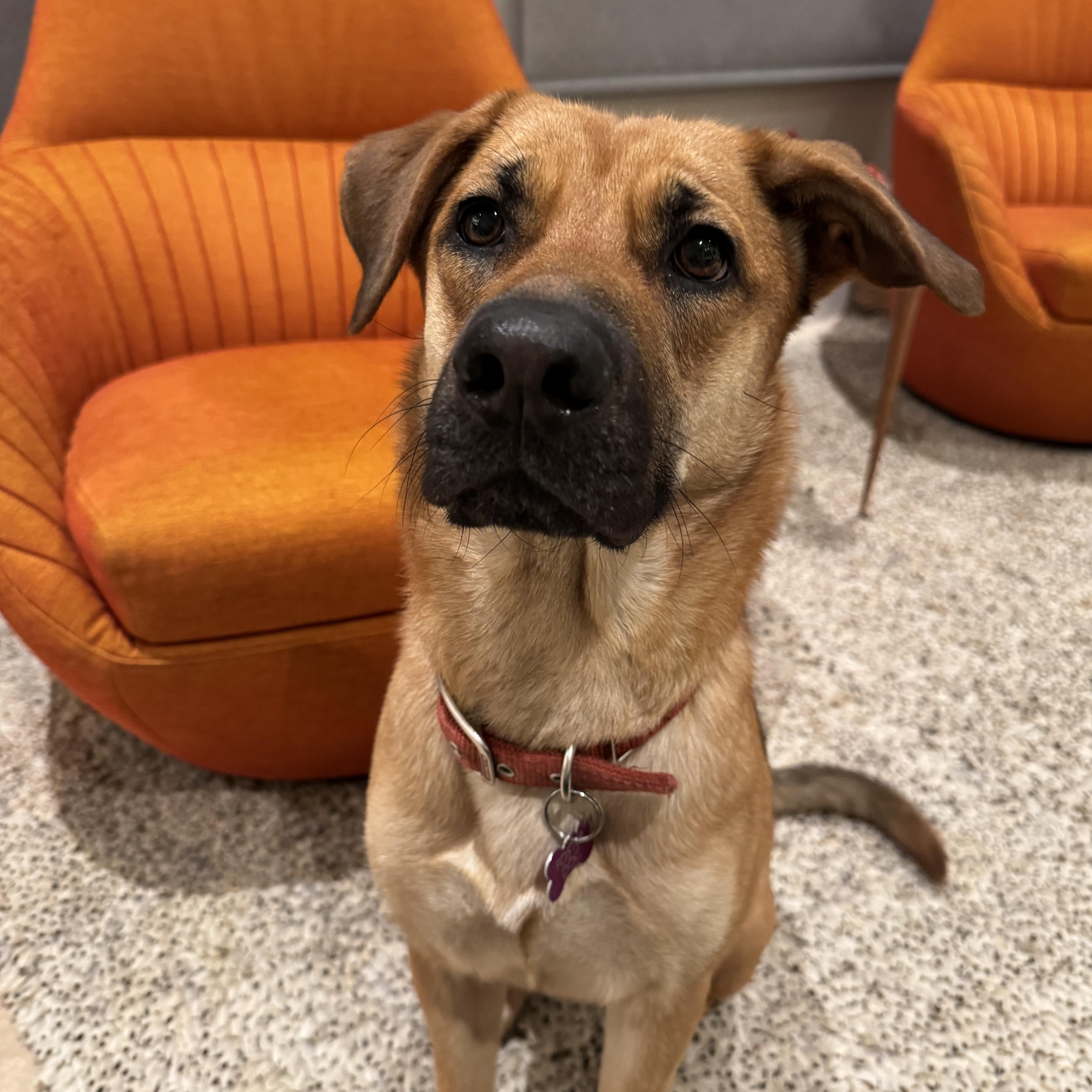 Renee, a Adoptable mixed breed in Putnam, CT image 2/6