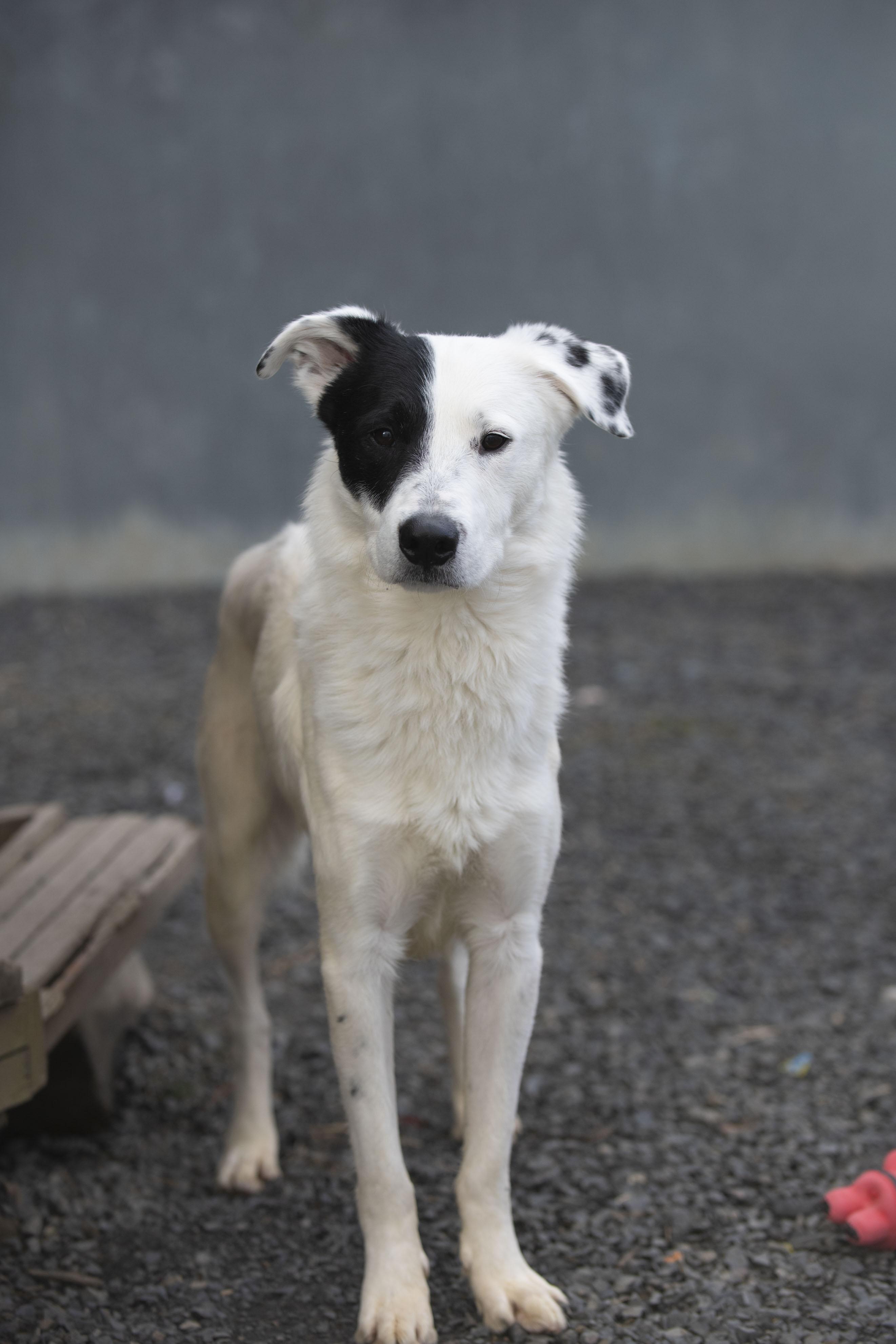 Enlarge Nazgul , a ADOPTABLE mixed breed in Moscow, ID image 4/6