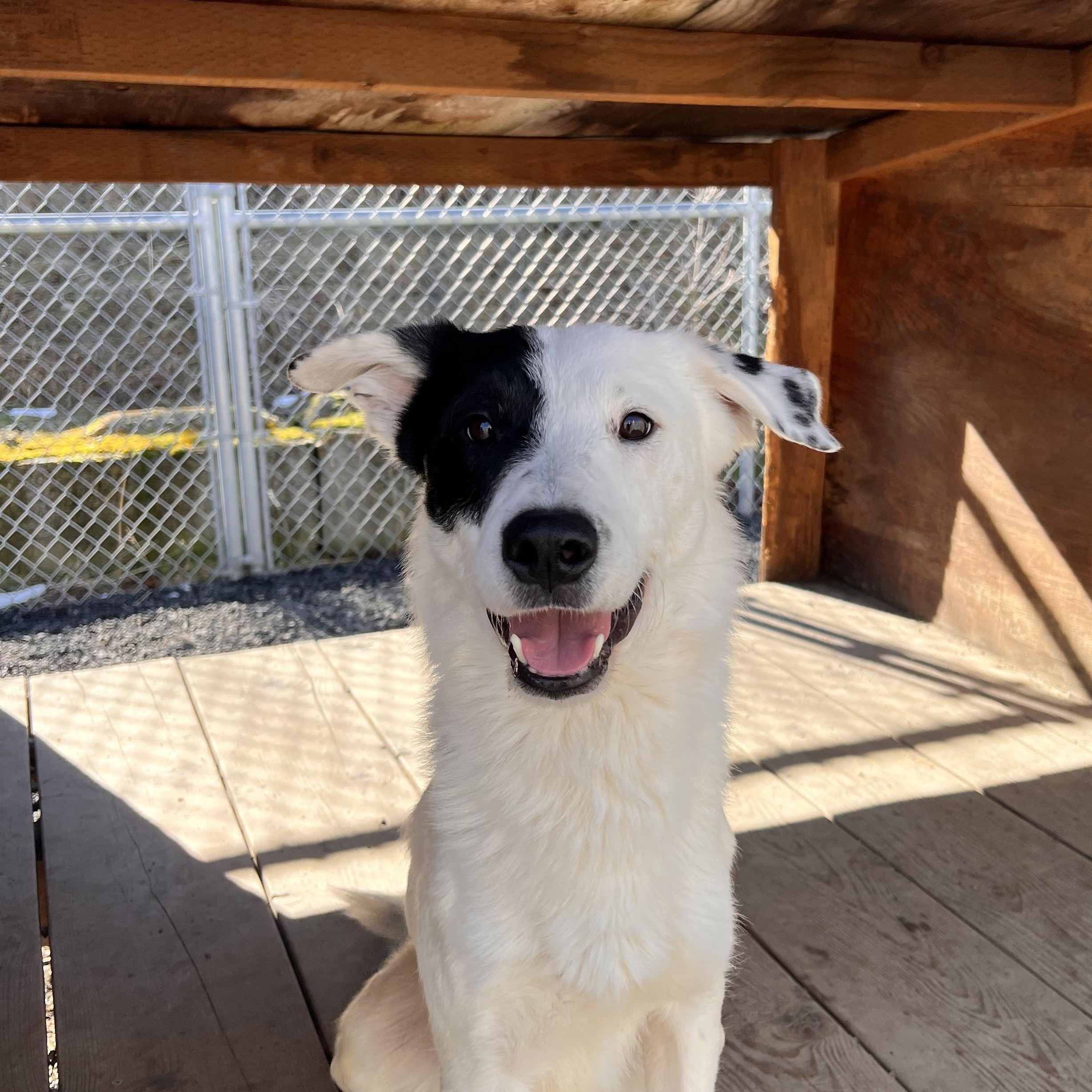 Enlarge Nazgul , a ADOPTABLE mixed breed in Moscow, ID image 5/6