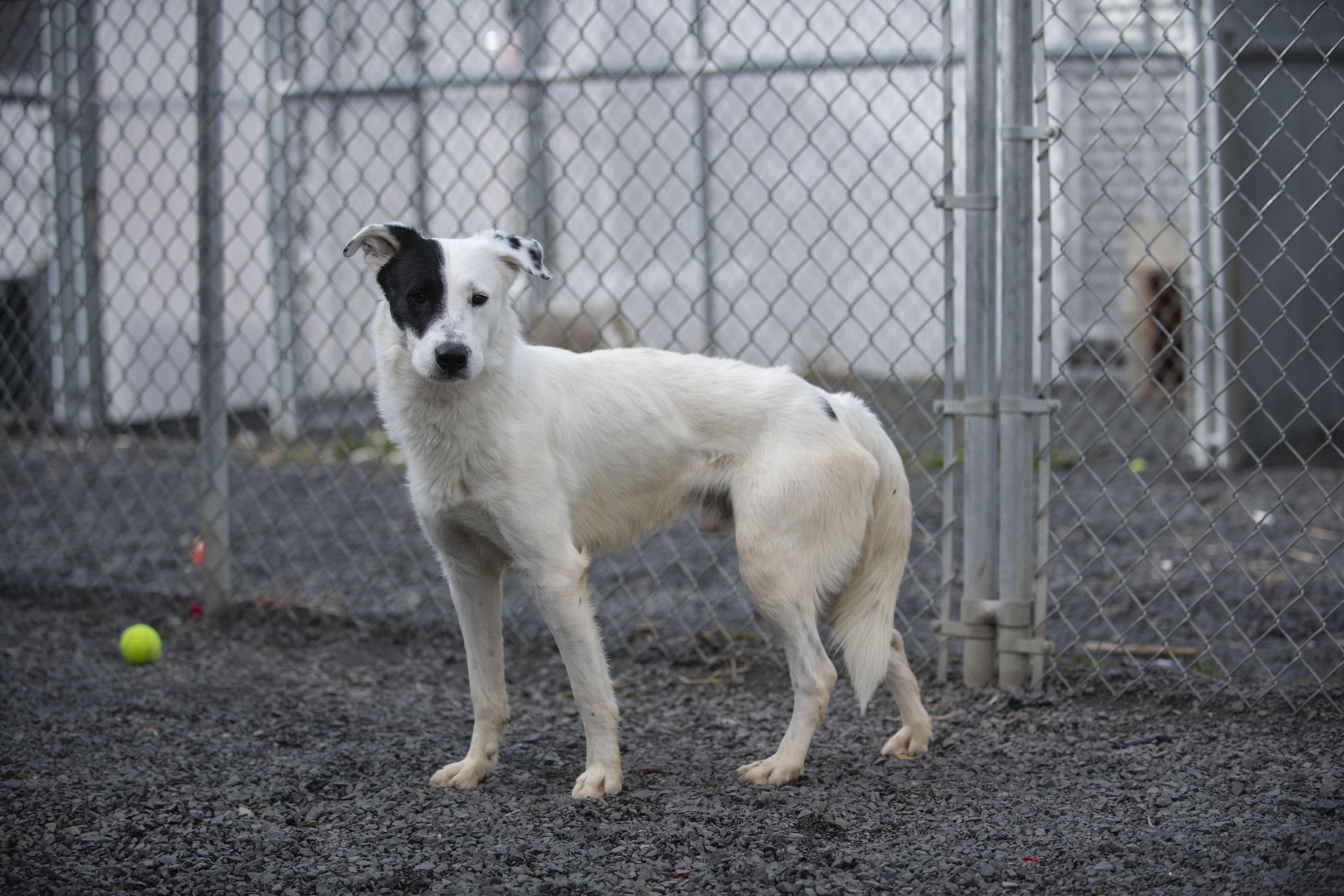 Enlarge Nazgul , a ADOPTABLE mixed breed in Moscow, ID image 3/6