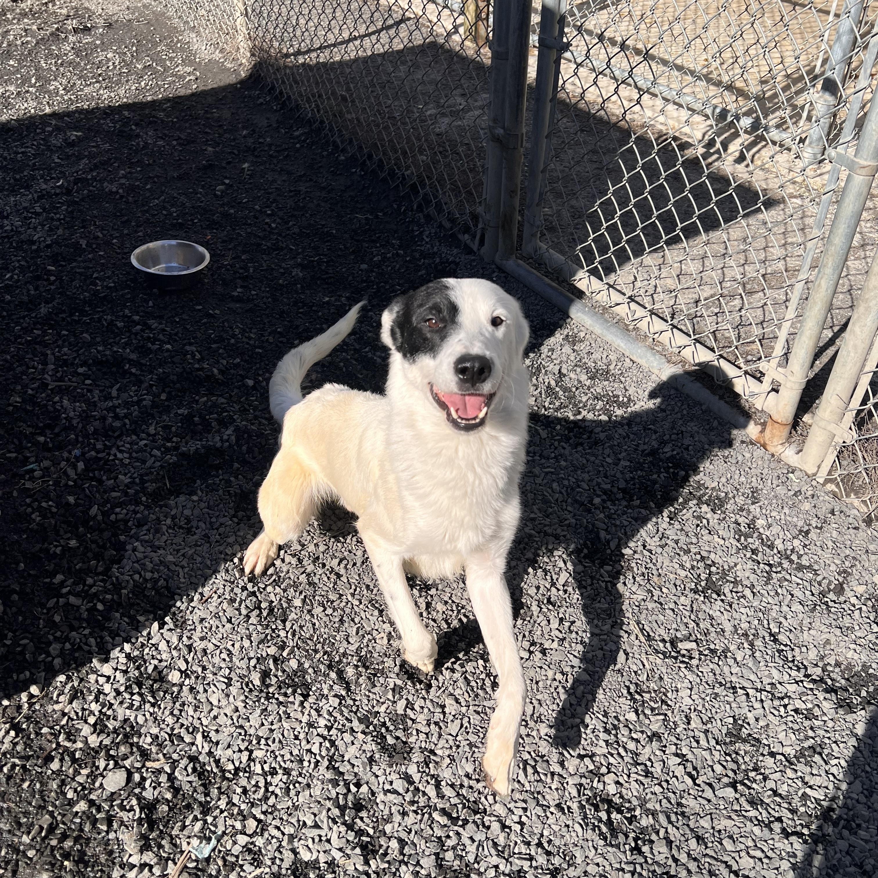Enlarge Nazgul , a ADOPTABLE mixed breed in Moscow, ID image 6/6