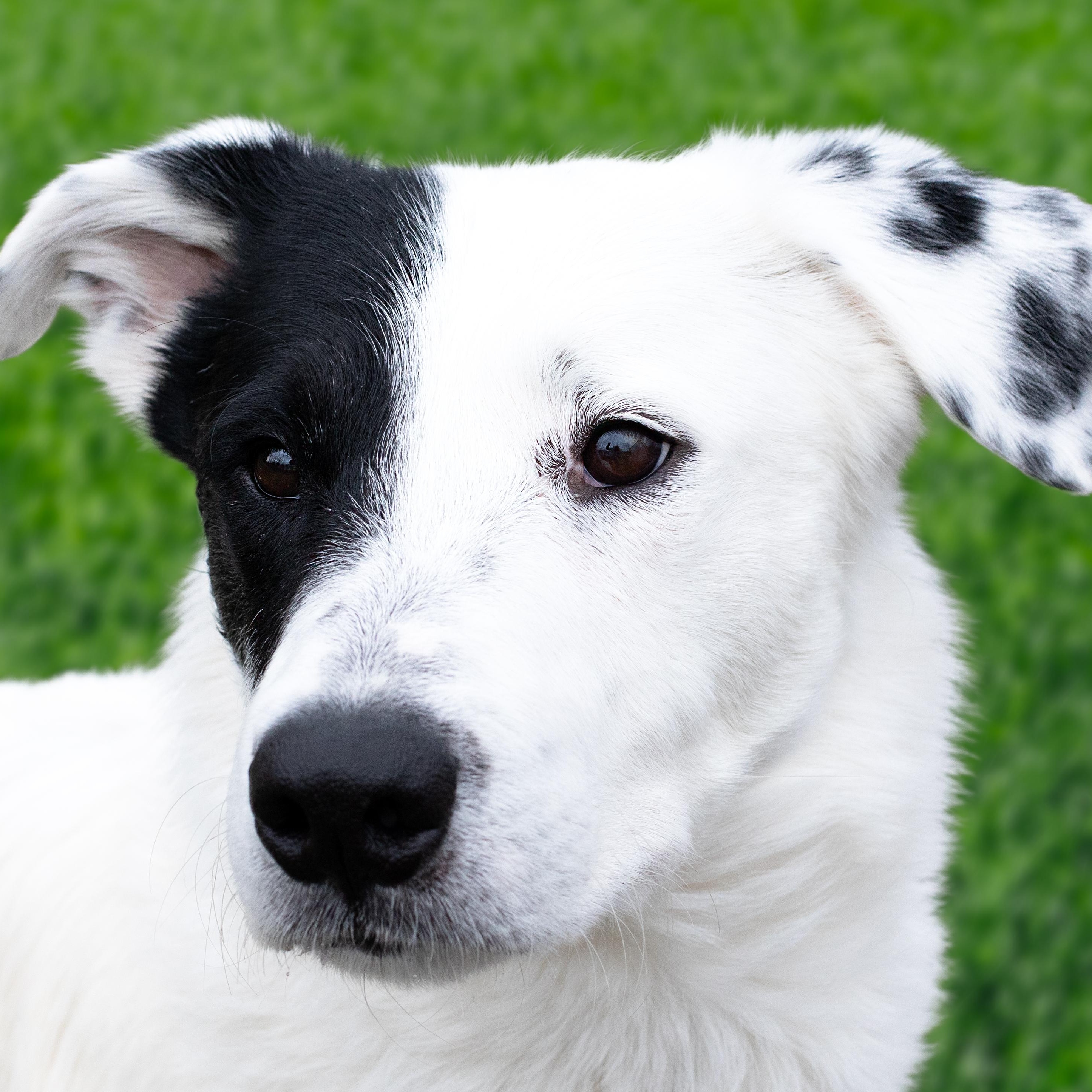Enlarge Nazgul , a ADOPTABLE mixed breed in Moscow, ID image 1/6