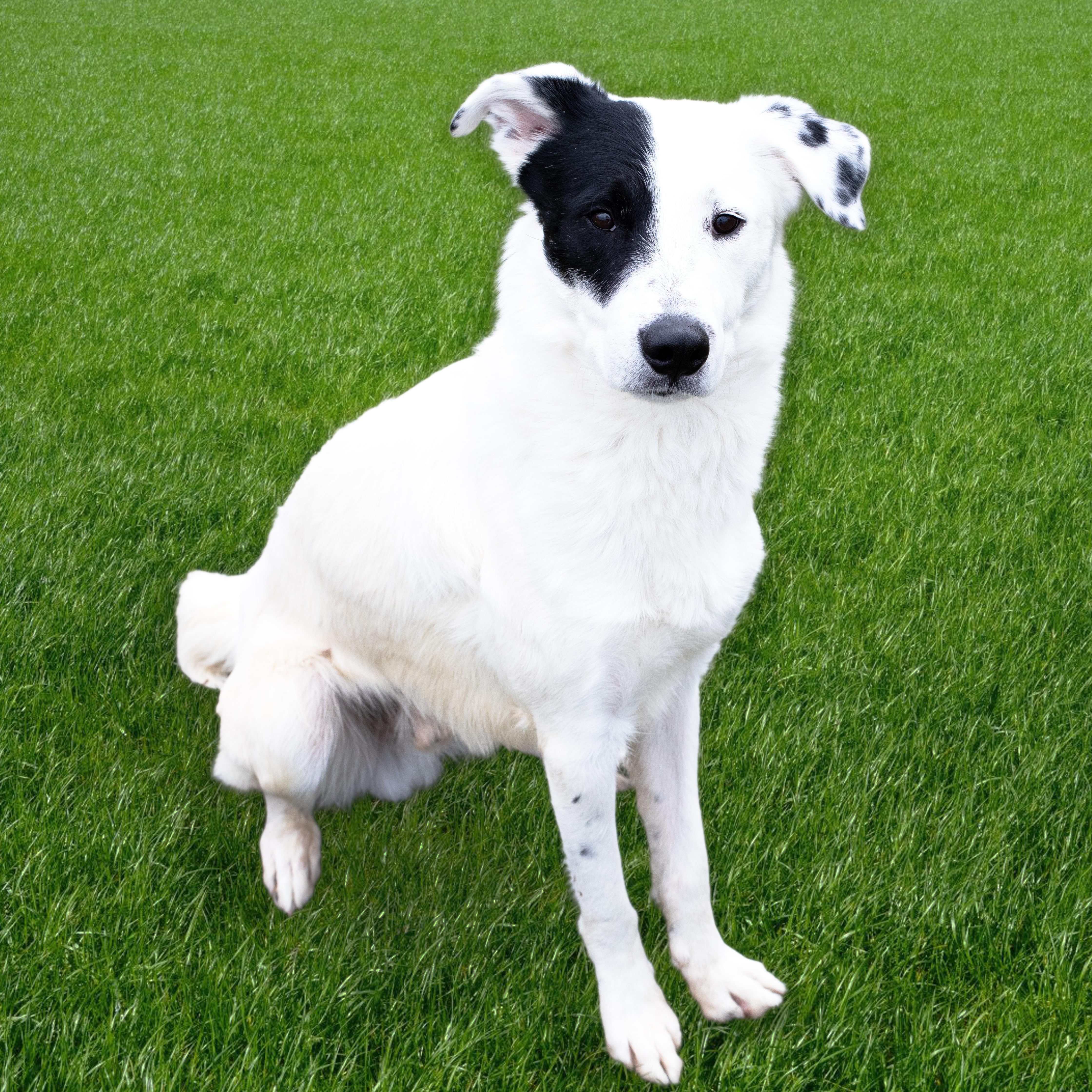 Enlarge Nazgul , a ADOPTABLE mixed breed in Moscow, ID image 2/6