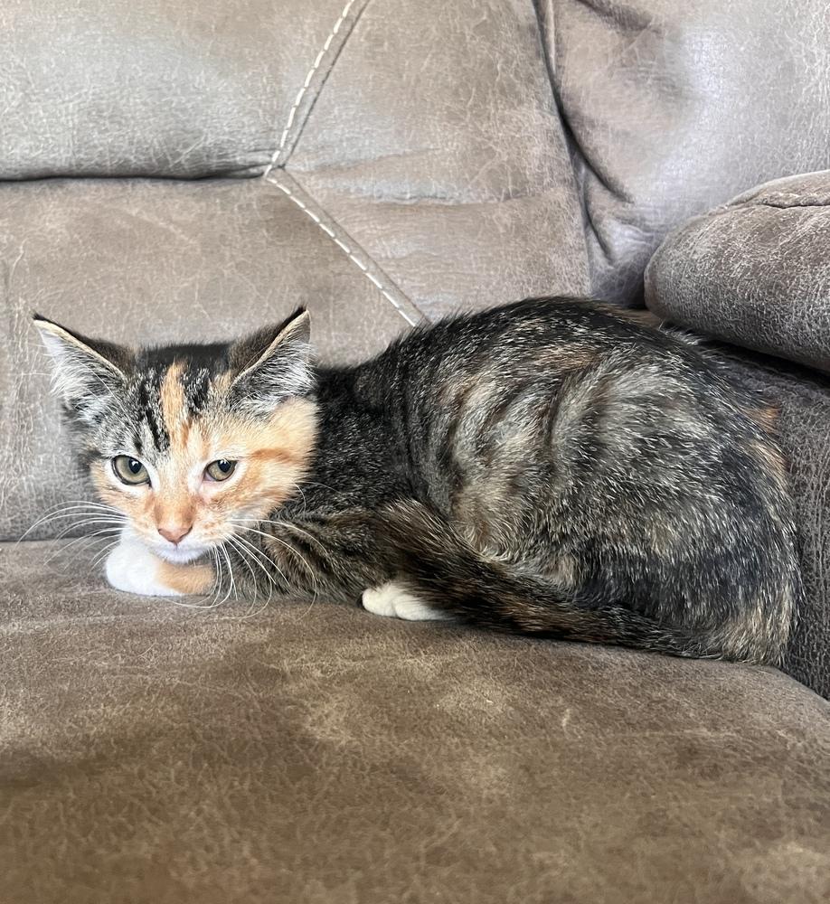 Esmerelda, Adoptable, Kitten Female Domestic Short Hair.