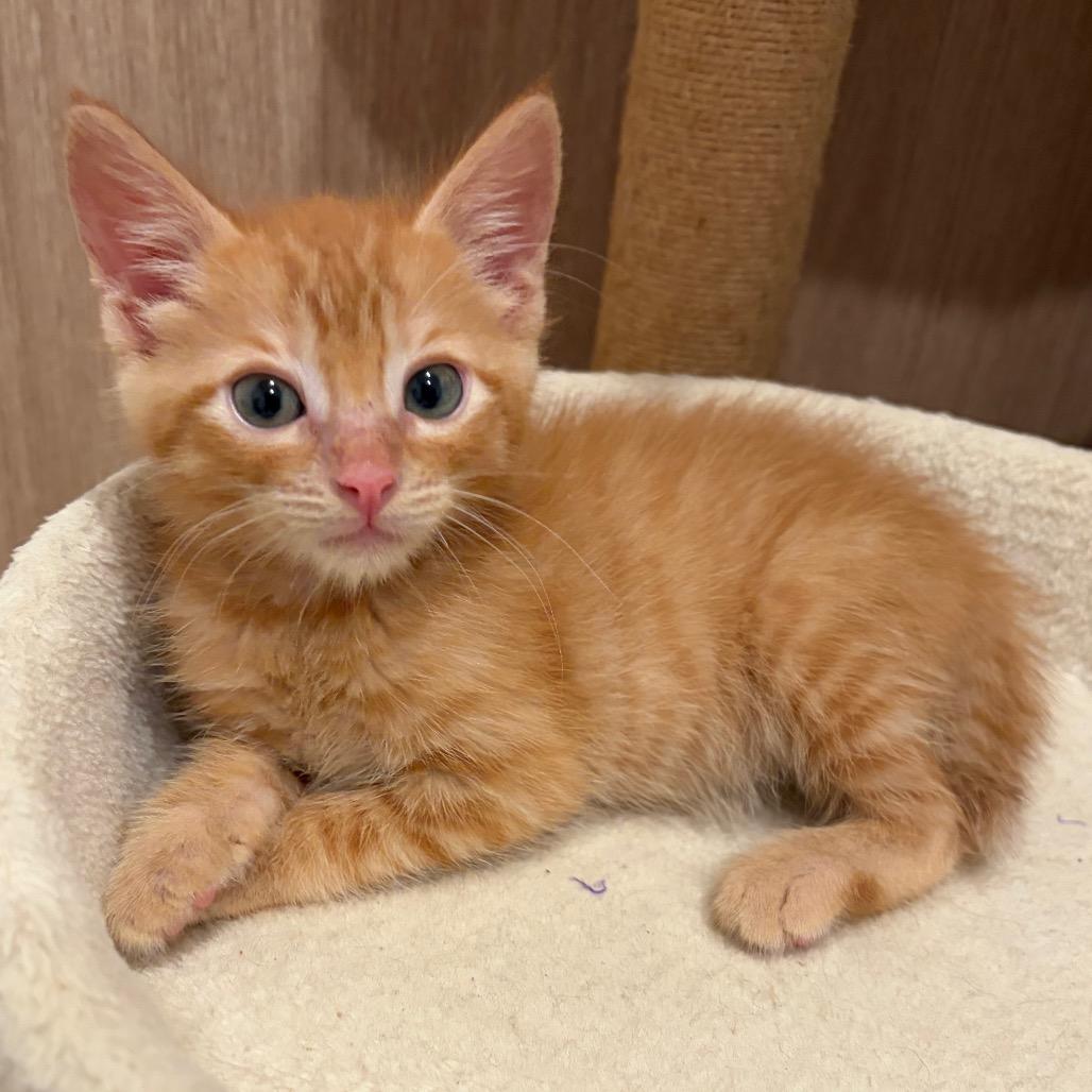 Enlarge Jonathan, a Adoptable Domestic Short Hair in Escondido, CA image 1/5