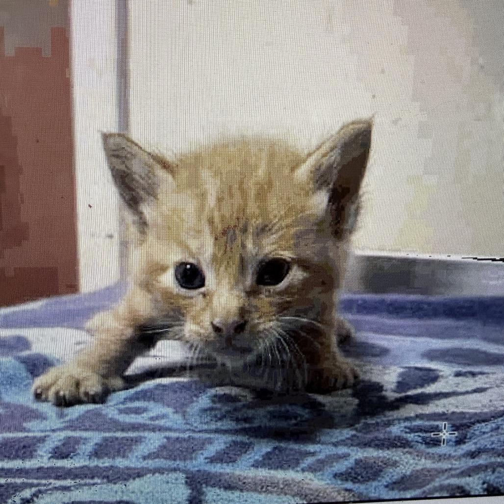 Enlarge Jonathan, a Adoptable Domestic Short Hair in Escondido, CA image 3/5