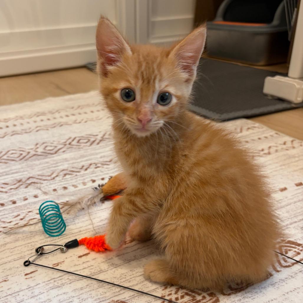 Enlarge Jonathan, a Adoptable Domestic Short Hair in Escondido, CA image 4/5