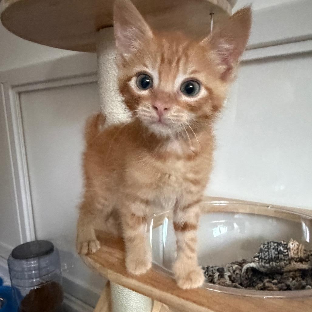 Enlarge Jonathan, a Adoptable Domestic Short Hair in Escondido, CA image 5/5
