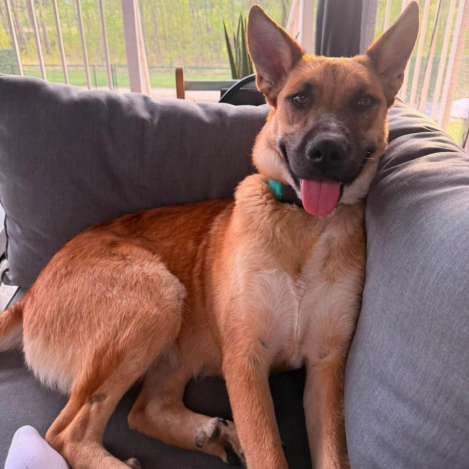 Enlarge Shumnah, a ADOPTABLE Shepherd in Edmonton, AB image 1/6