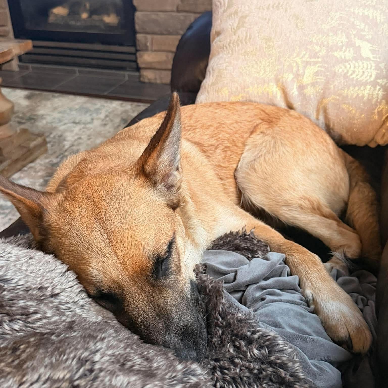 Enlarge Shumnah, a ADOPTABLE Shepherd in Edmonton, AB image 2/6
