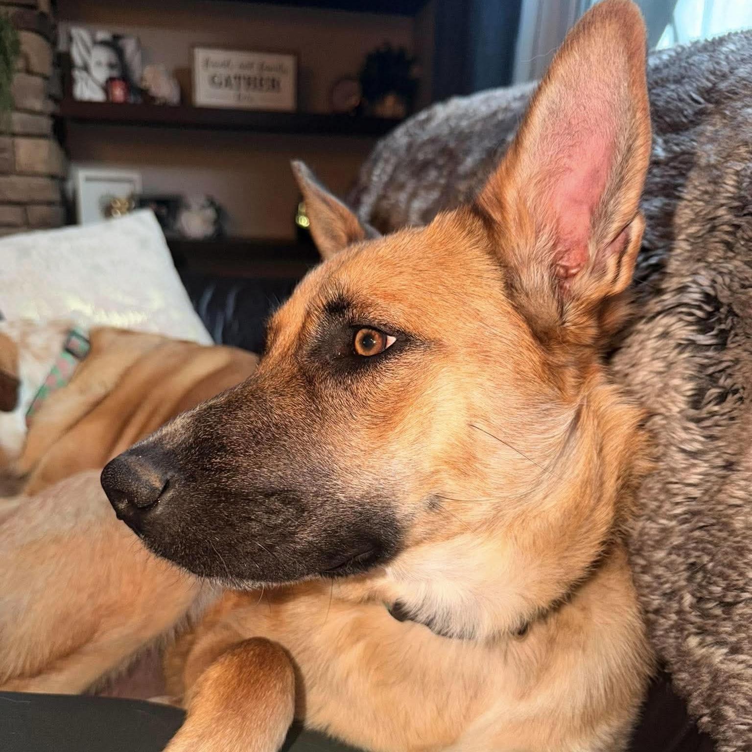 Enlarge Shumnah, a ADOPTABLE Shepherd in Edmonton, AB image 3/6