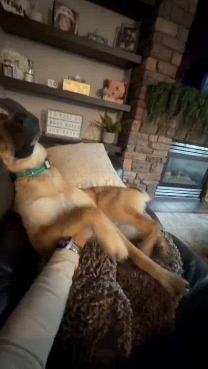 Enlarge Shumnah, a ADOPTABLE Shepherd in Edmonton, AB video 5/6