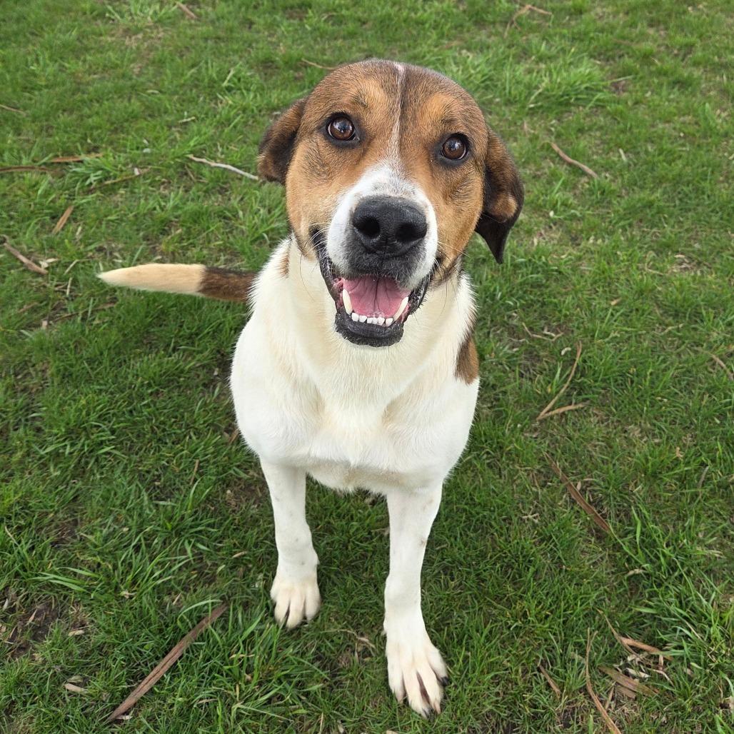 Enlarge Lumalee, a Adoptable Mixed Breed in Pontiac, IL image 1/1