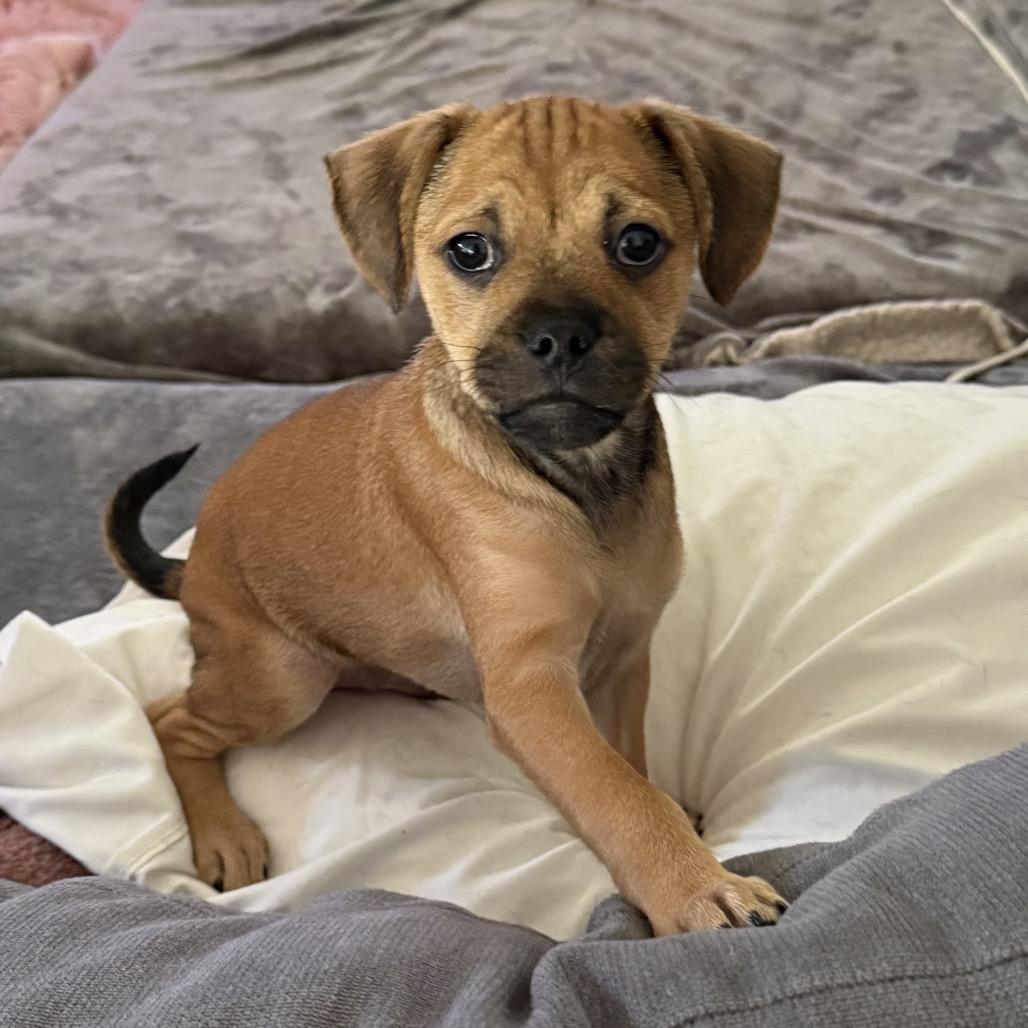 Enlarge Iain, a Adoptable Mixed Breed in Chicago, IL image 2/3