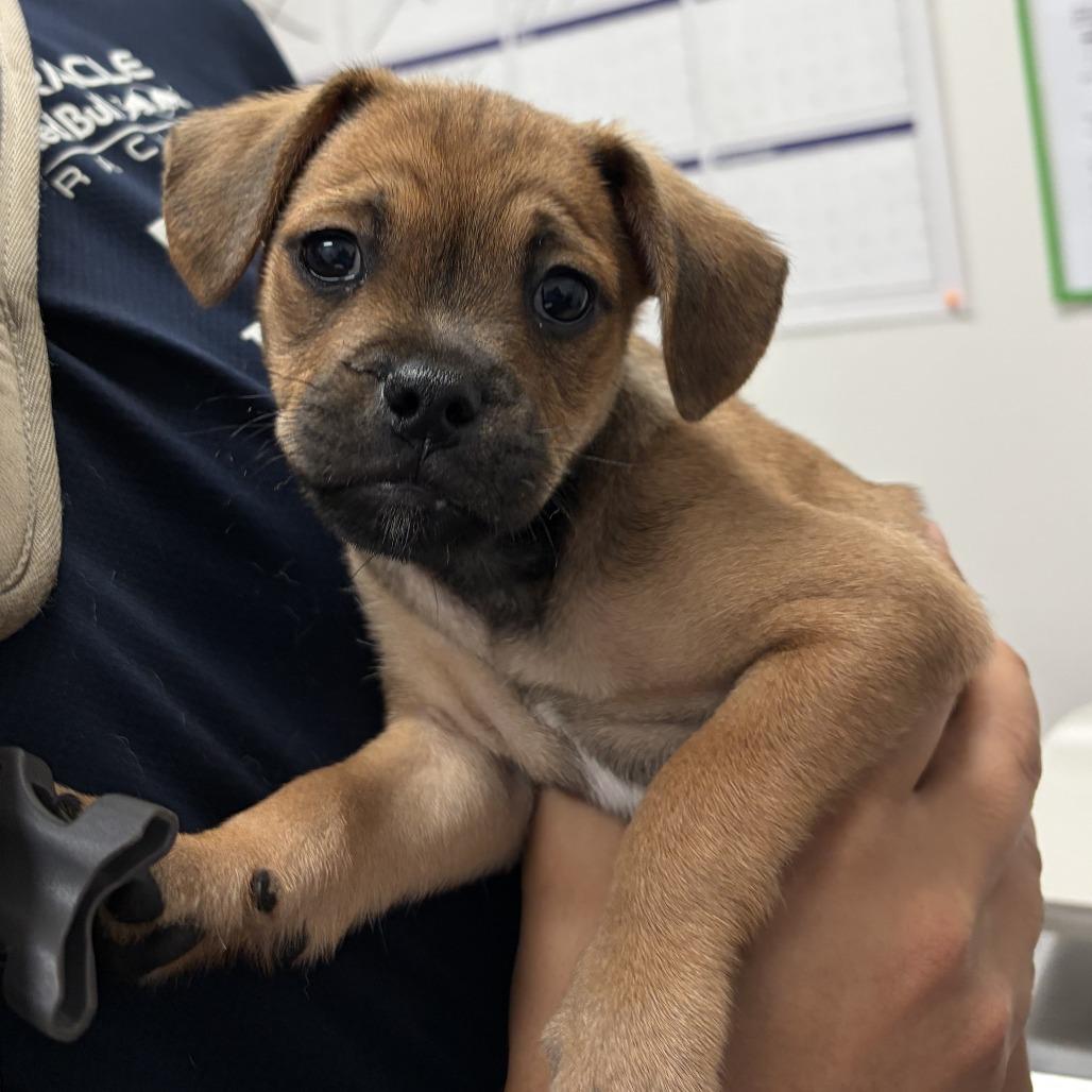 Enlarge Iain, a Adoptable Mixed Breed in Chicago, IL image 3/3