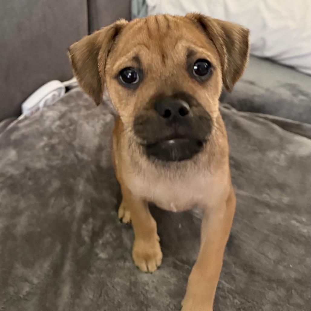 Enlarge Iain, a Adoptable Mixed Breed in Chicago, IL image 1/3