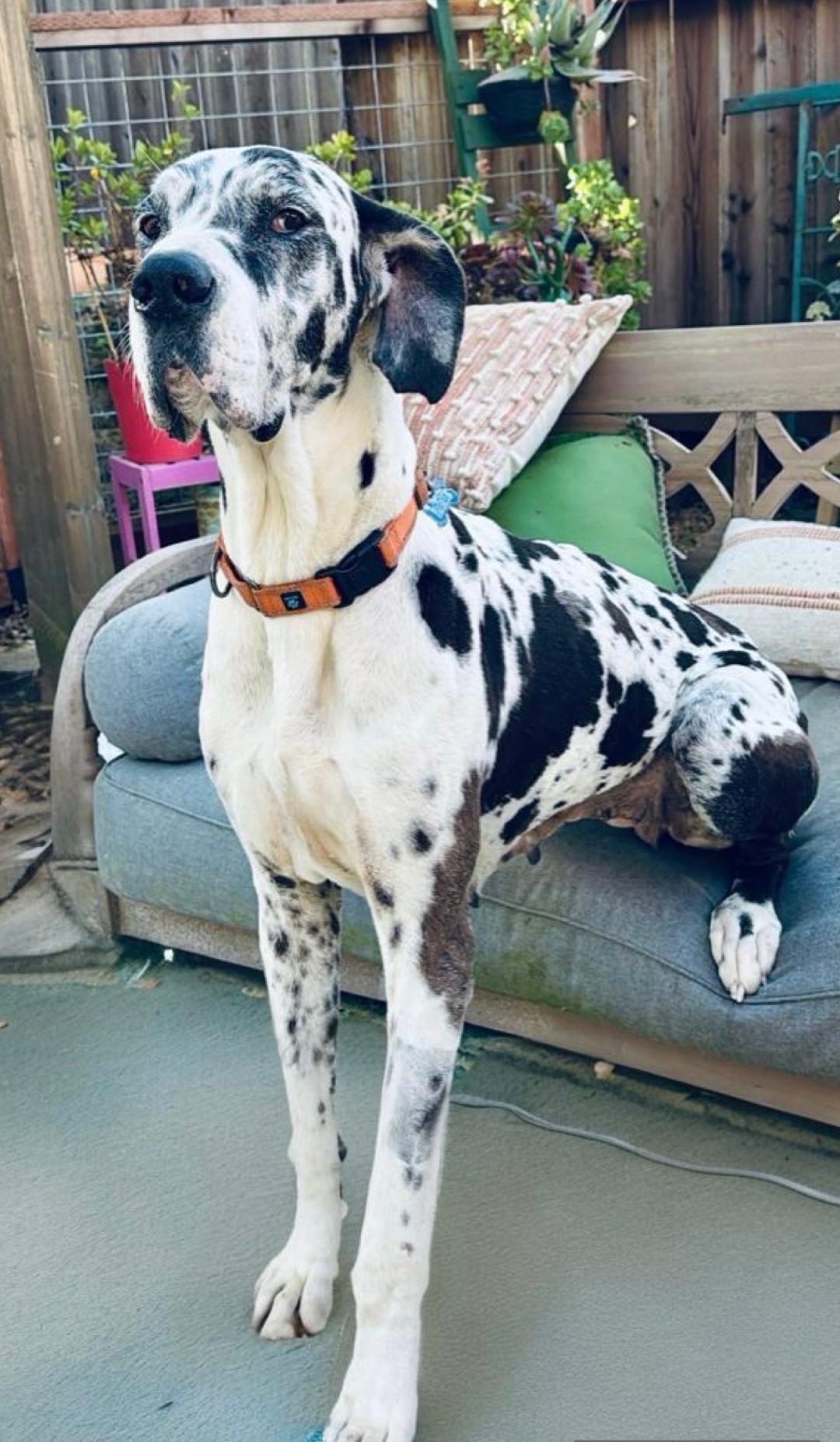 Enlarge Miso, a Adoptable Great Dane in Citrus Heights, CA image 3/6