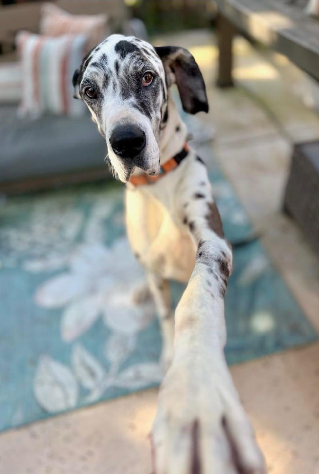 Enlarge Miso, a Adoptable Great Dane in Citrus Heights, CA image 4/6