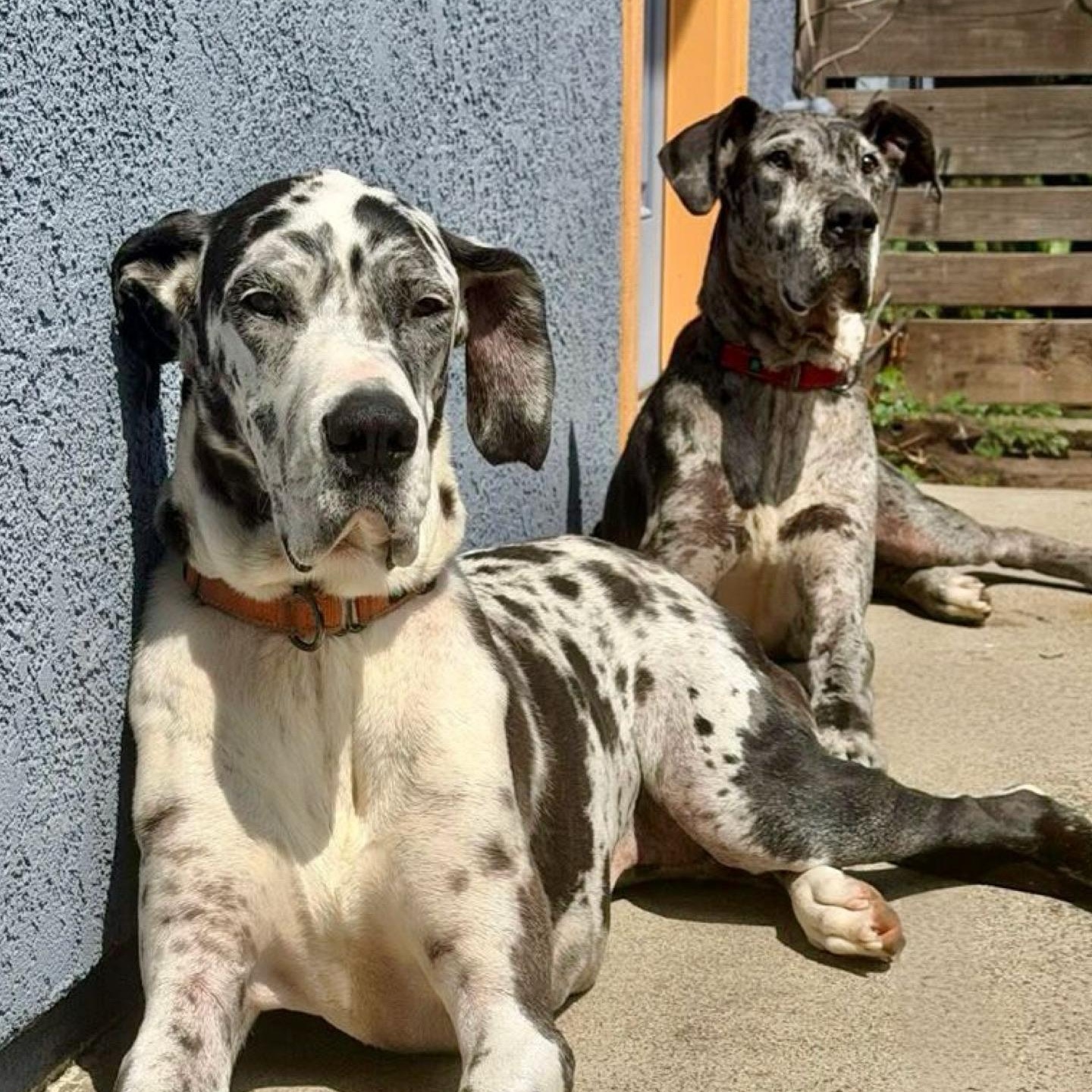 Enlarge Miso, a Adoptable Great Dane in Citrus Heights, CA image 6/6