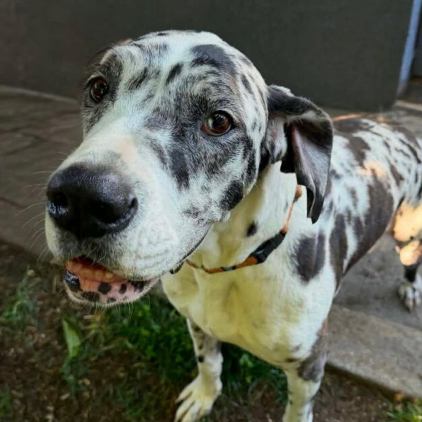 Enlarge Miso, a Adoptable Great Dane in Citrus Heights, CA image 5/6