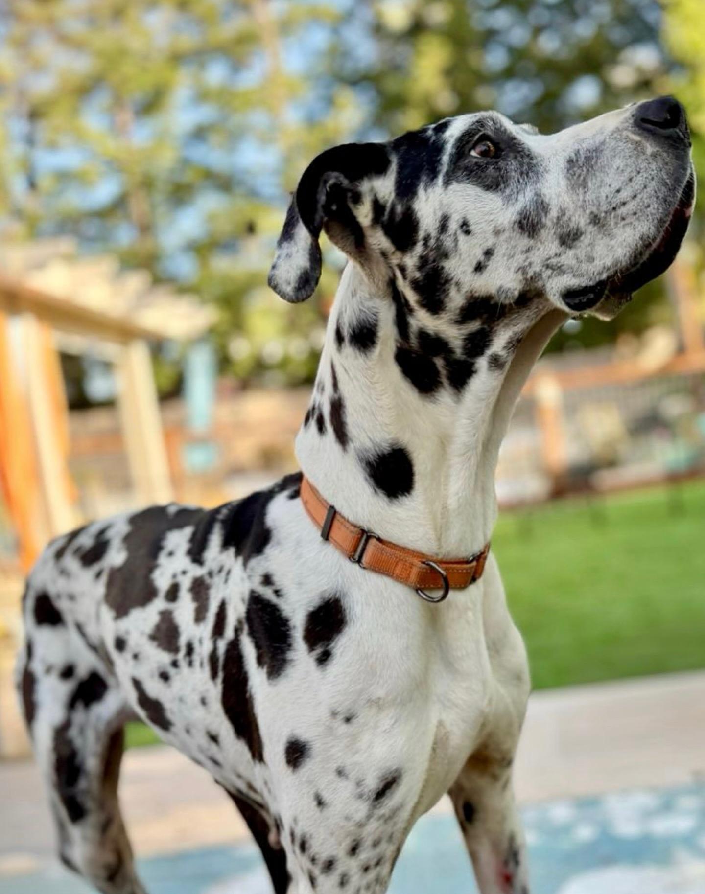Enlarge Miso, a Adoptable Great Dane in Citrus Heights, CA image 2/6