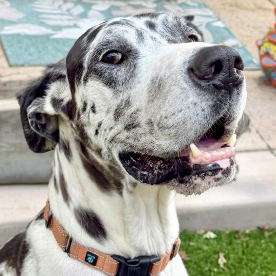 Enlarge Miso, a Adoptable Great Dane in Citrus Heights, CA image 1/6