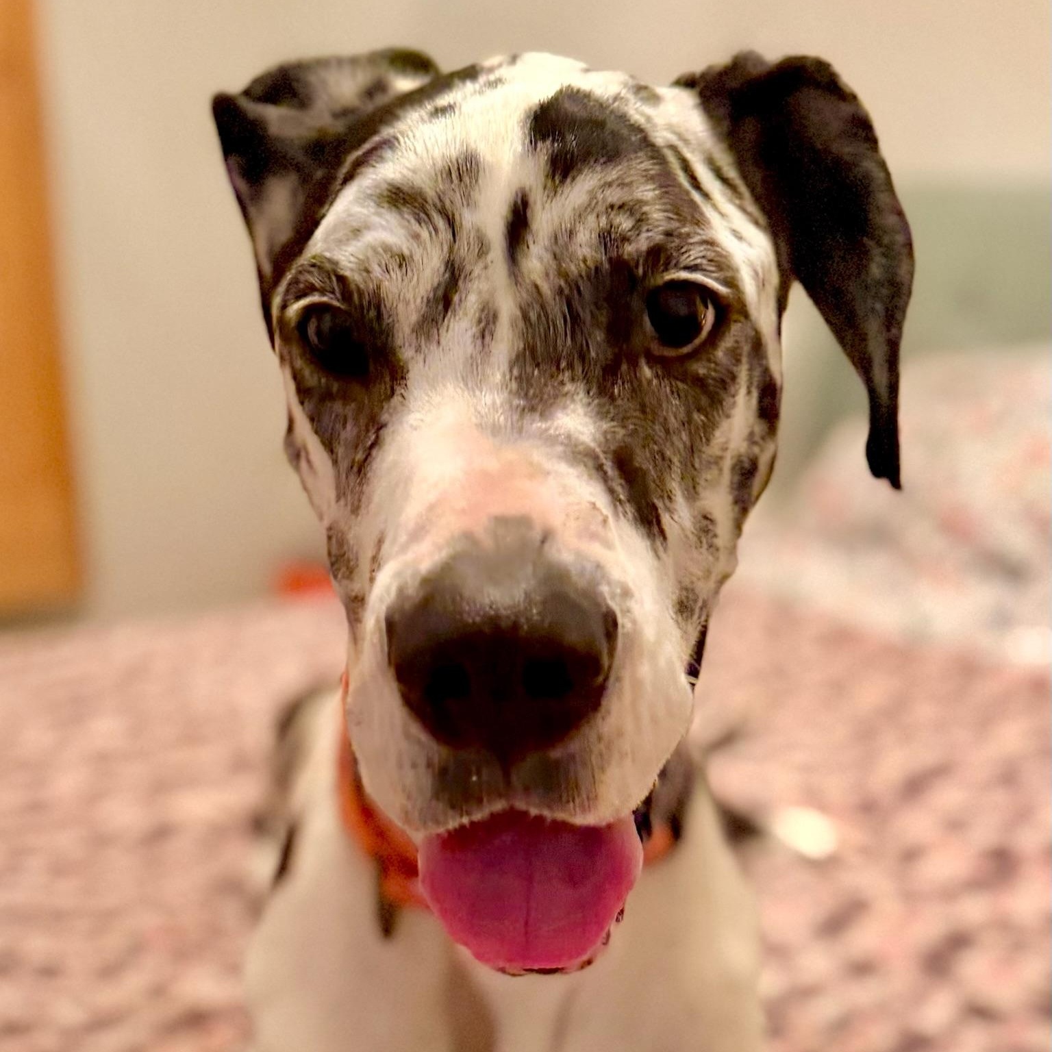 Miso, Adoptable, Young Female Great Dane.