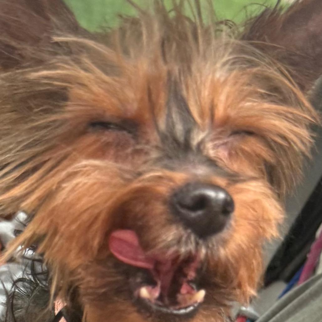 Winston, Adoptable, Senior Male Yorkshire Terrier.
