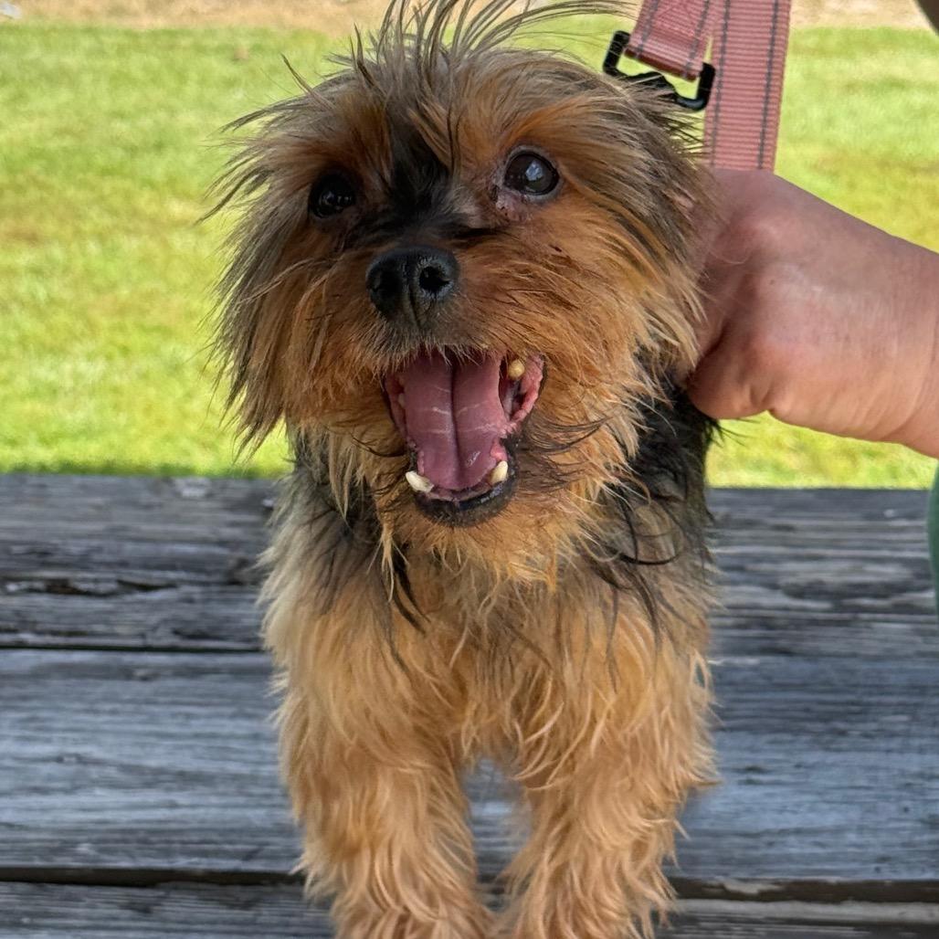 Enlarge Winston, a Adoptable Yorkshire Terrier in Hudson, IL image 2/6