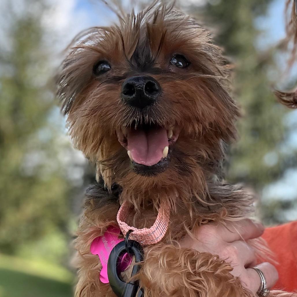 Enlarge Winston, a Adoptable Yorkshire Terrier in Hudson, IL image 3/6